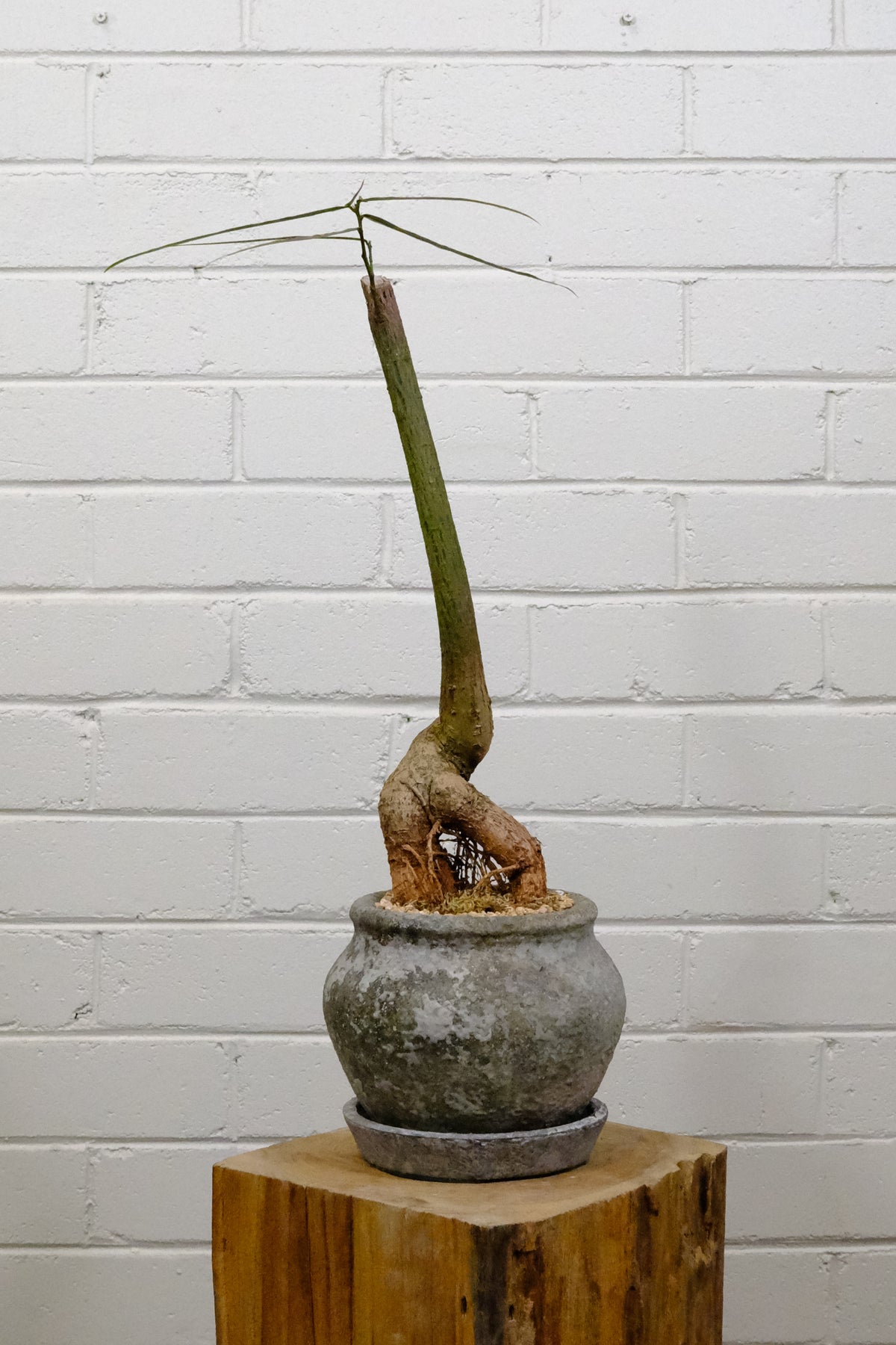 Queensland Bottle Tree + Terracotta Short Urn