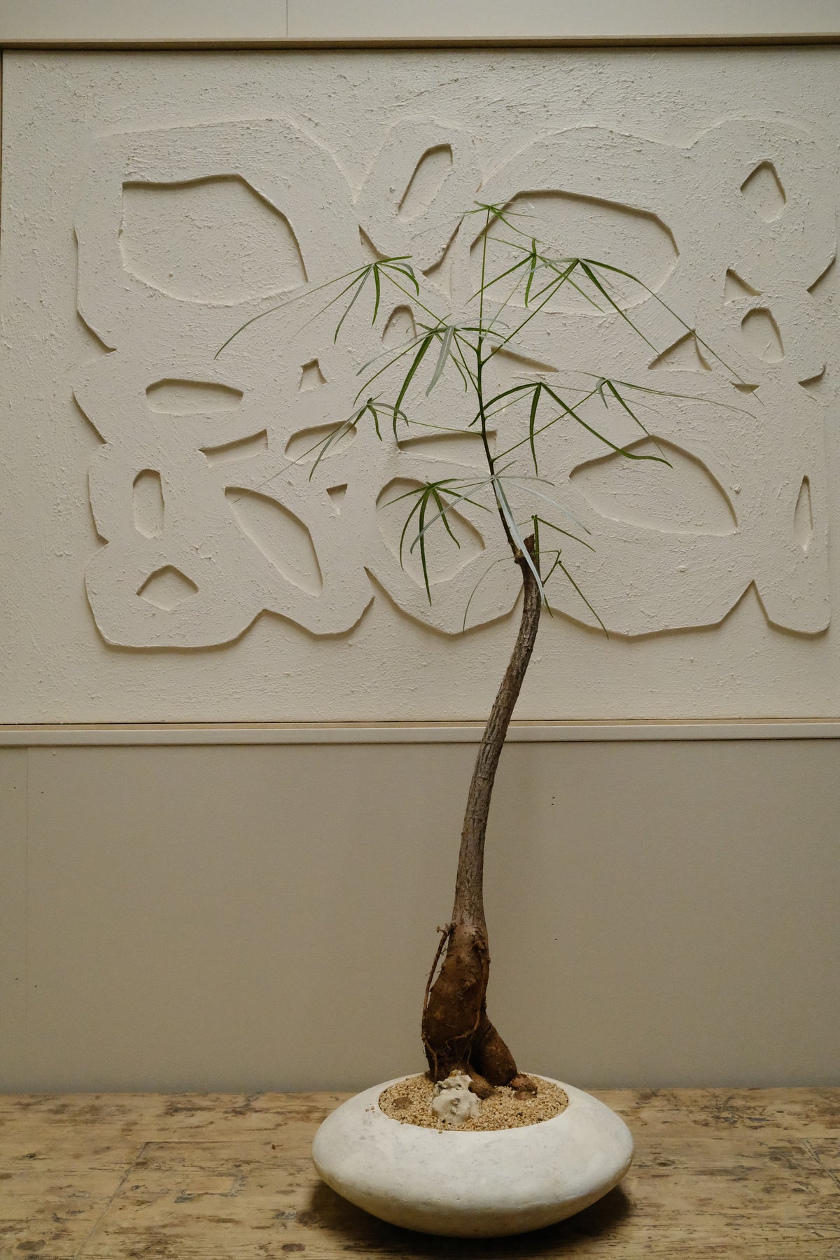 Queensland Bottle Tree + Solstice UFO Planter, White, Small
