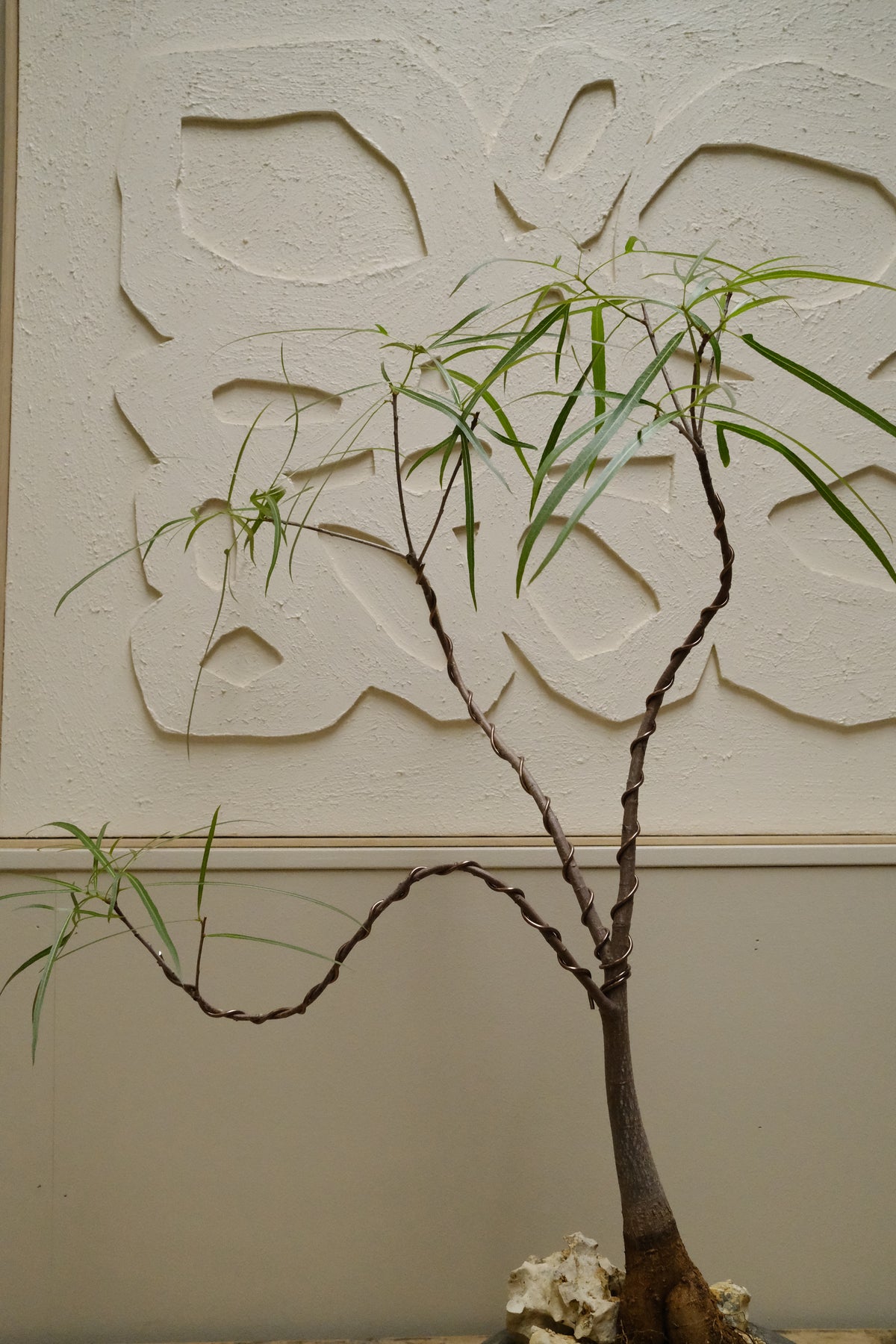 Queensland Bottle Tree + Solstice UFO Planter, Noir, Small