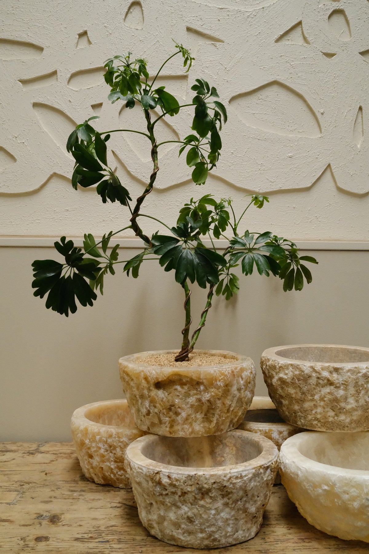 Dwarf Umbrella Tree + Raw Onyx Bowl Planter
