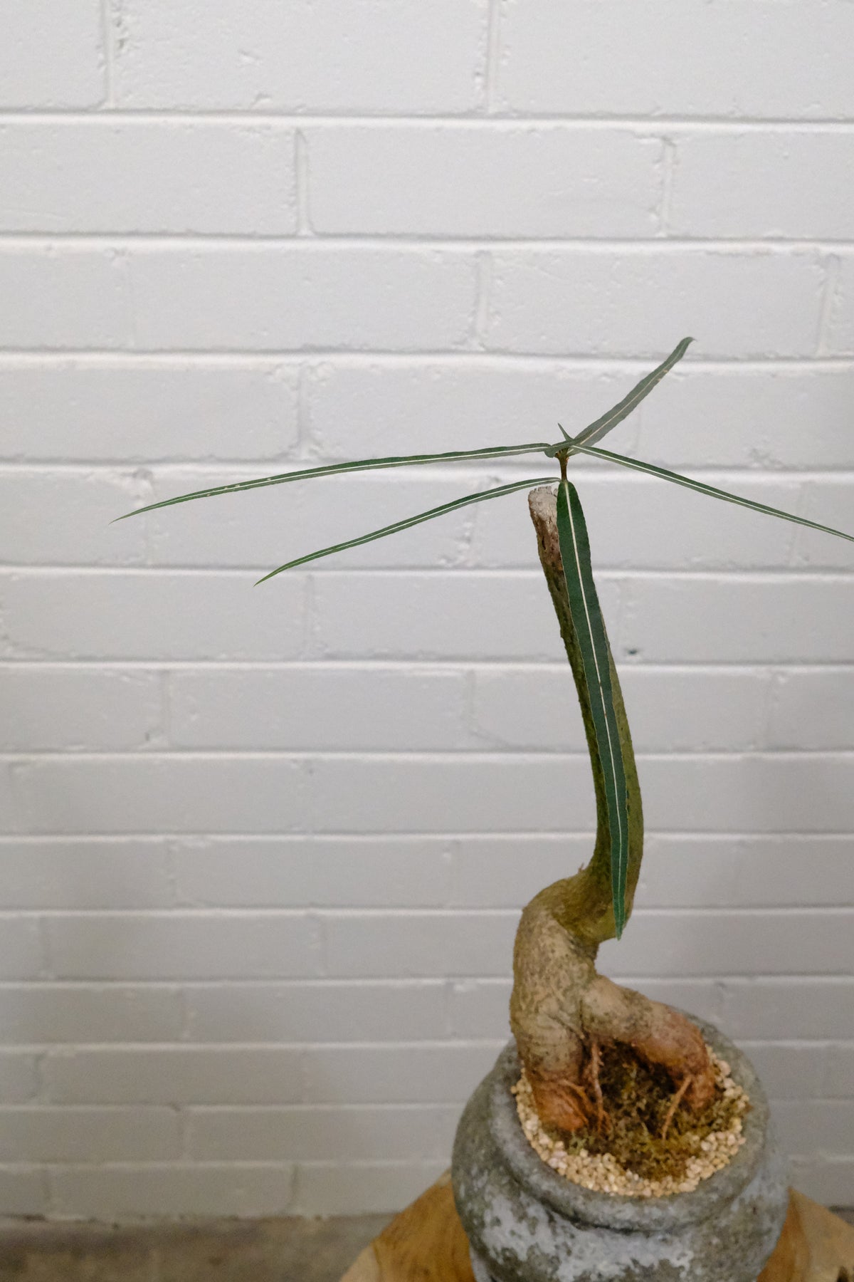 Queensland Bottle Tree + Terracotta Short Urn