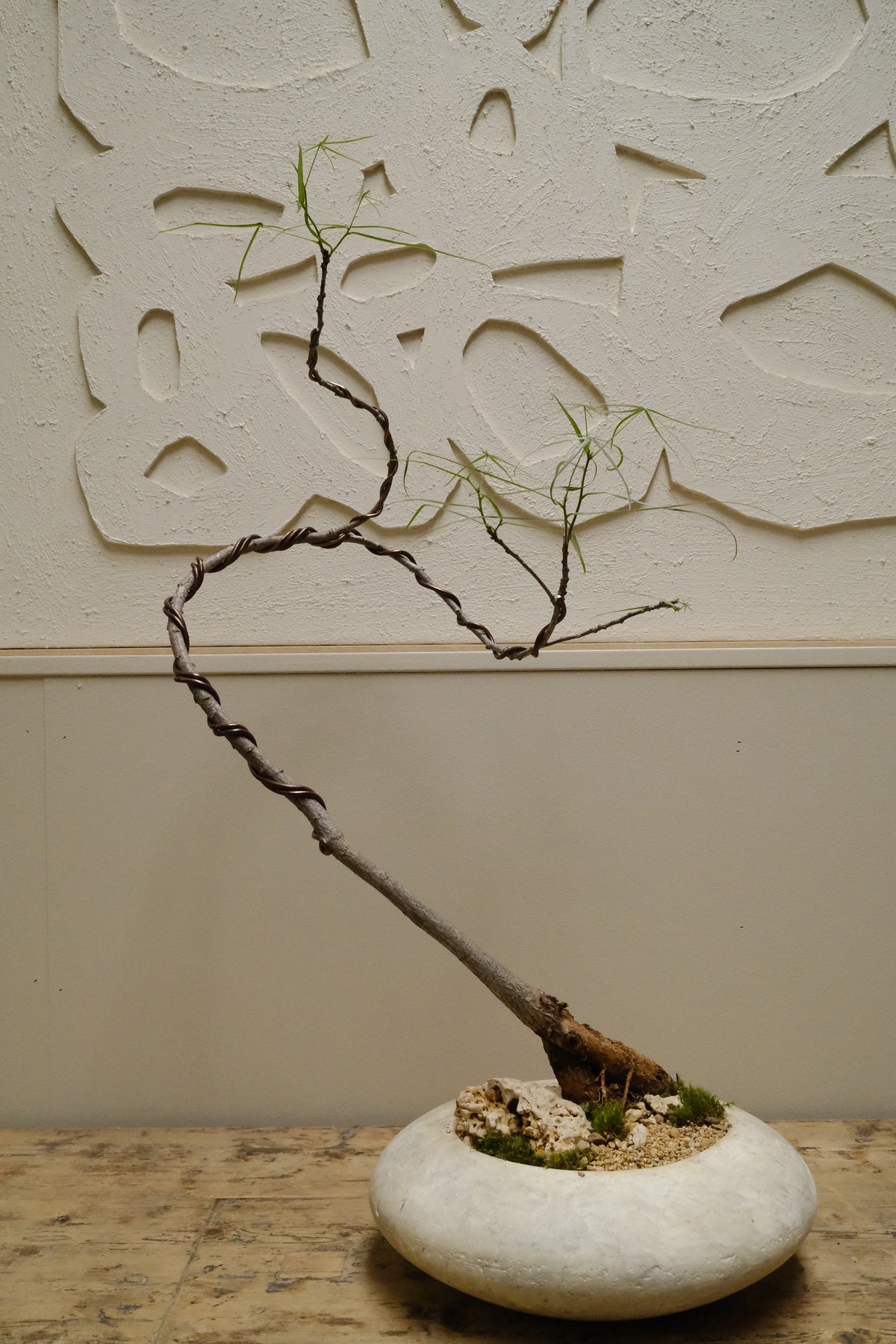 Queensland Bottle Tree + Solstice UFO Planter, White, Small