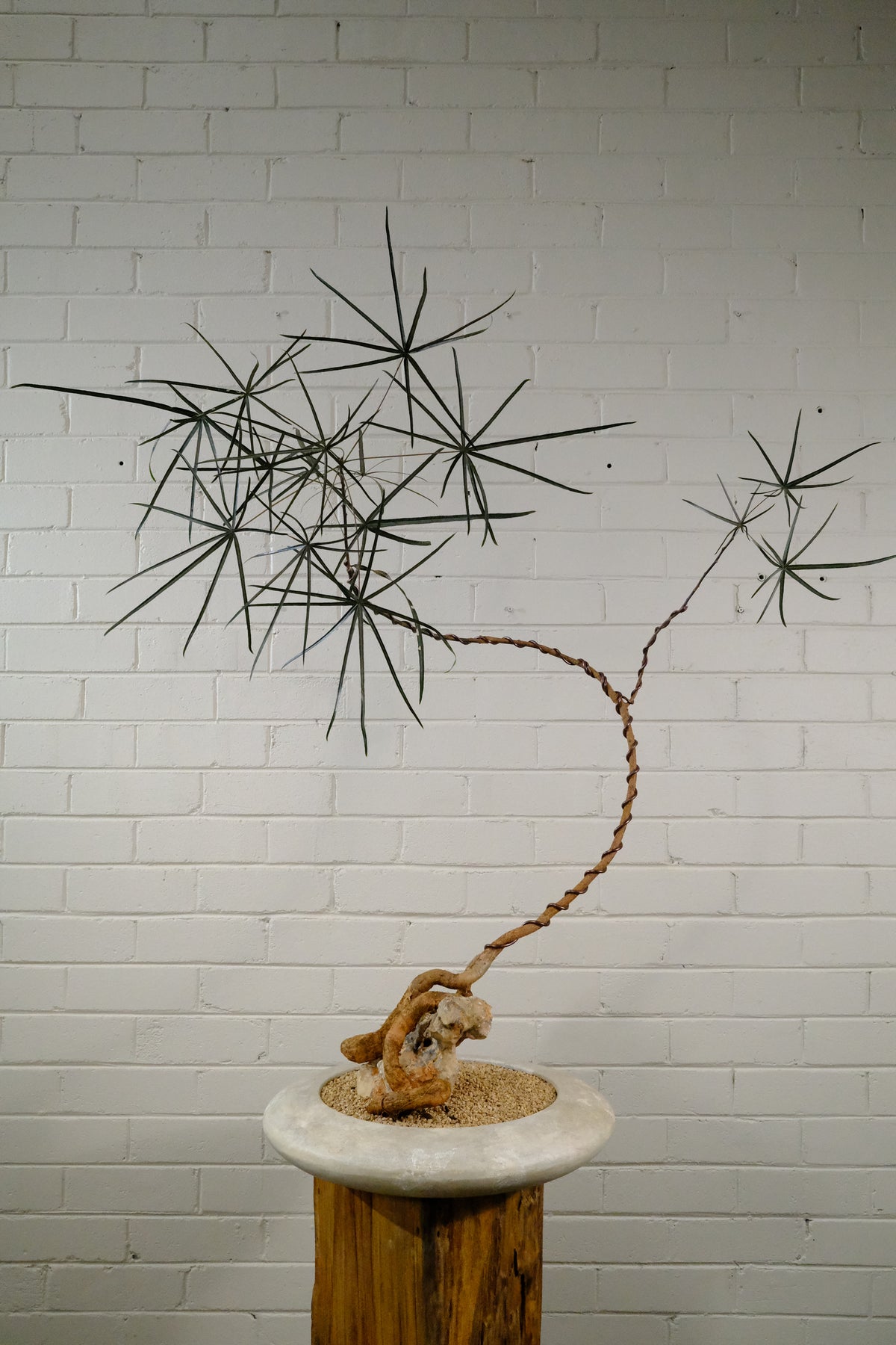 Queensland Bottle Tree + Solstice UFO Planter, White, Medium