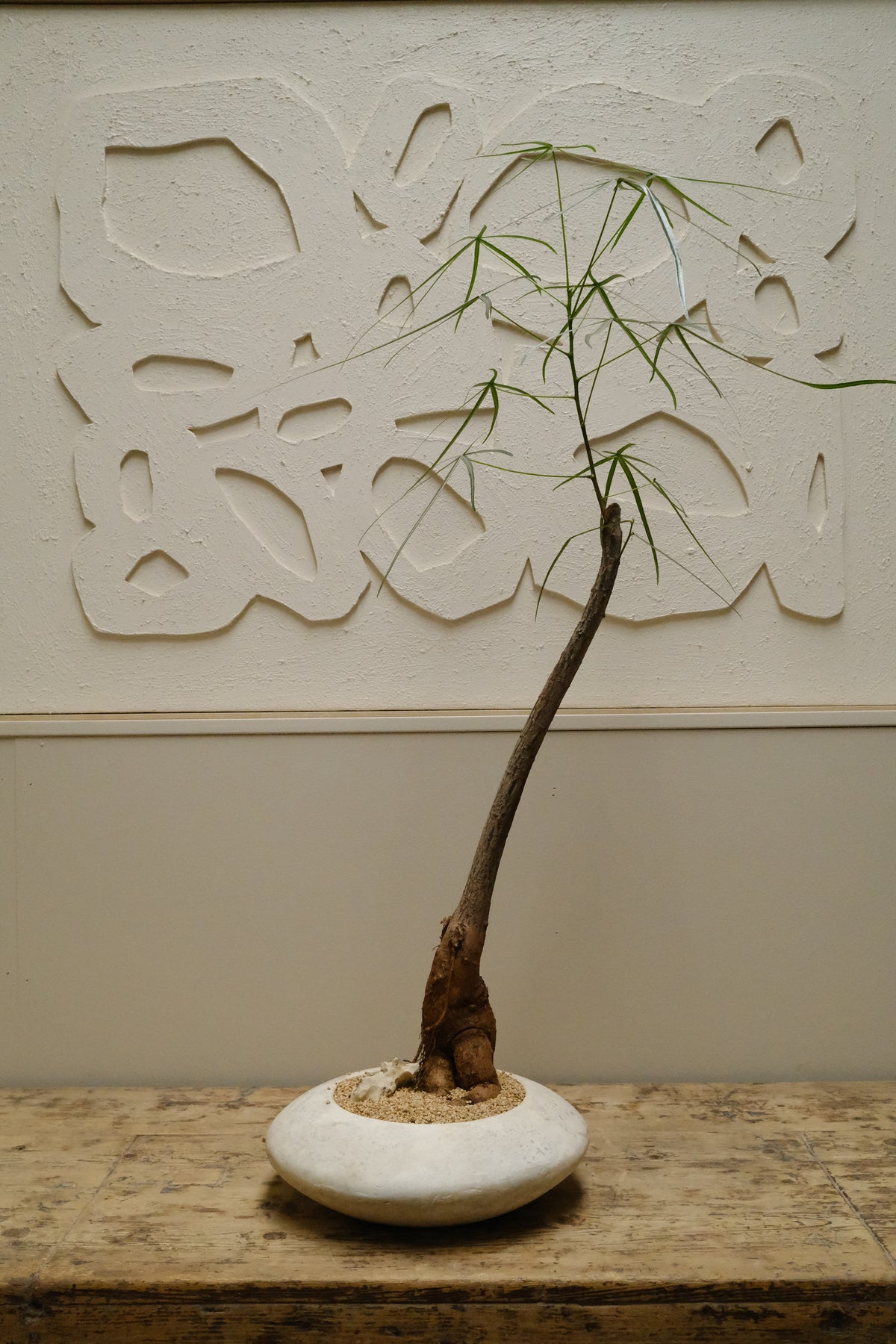 Queensland Bottle Tree + Solstice UFO Planter, White, Small