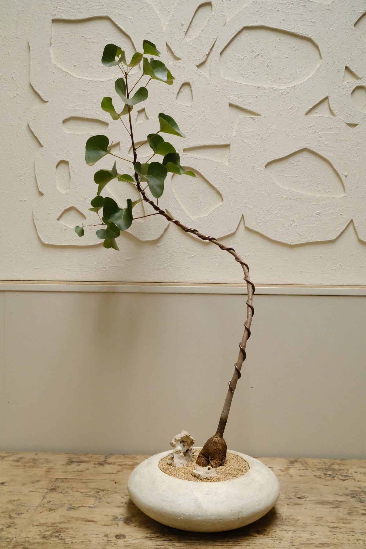 Kurrajong + Solstice UFO Planter, White, Medium
