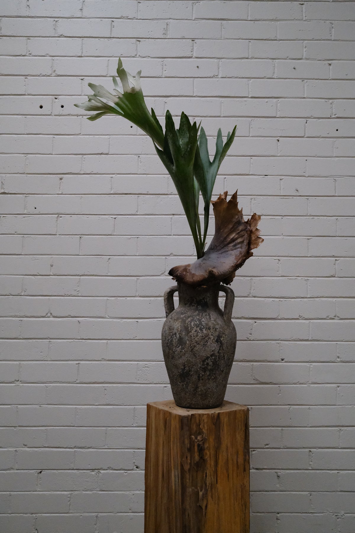 Elkhorn Fern + Vintage Terracotta Handle Vase