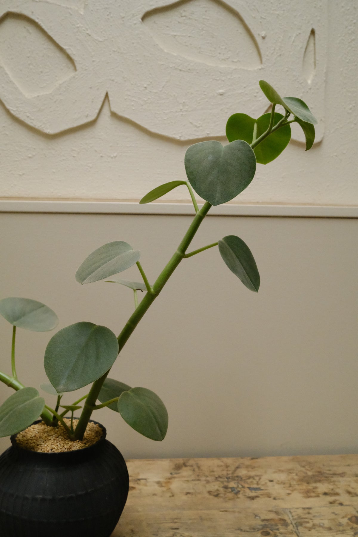 Felted Peperomia + Ceramic Chalky Bowl, Matte Noir