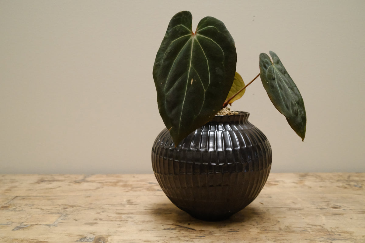 Philodendron Gloriosum + Ceramic Fluted Urn, Glazed Noir