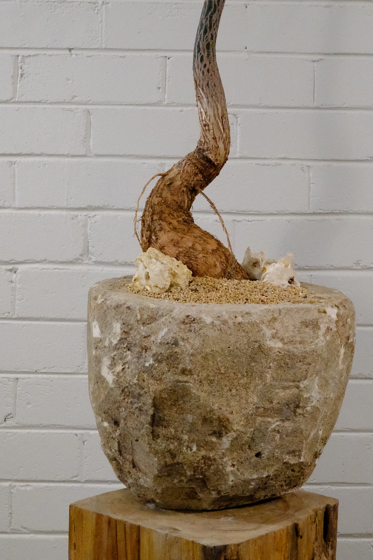Queensland Bottle Tree + Vintage Limestone Planter, Small