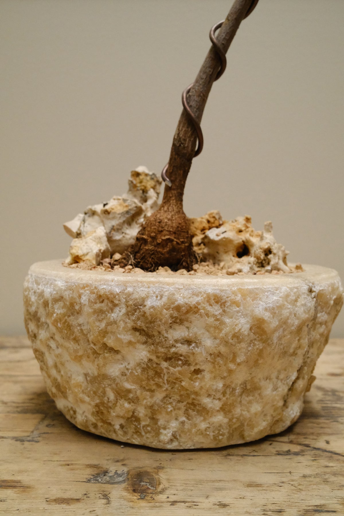 Queensland Bottle Tree + Onyx Alba Planter, Rough Cut, Small