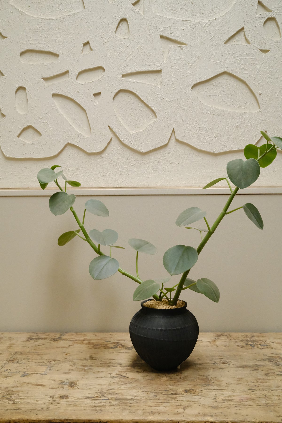 Felted Peperomia + Ceramic Chalky Bowl, Matte Noir