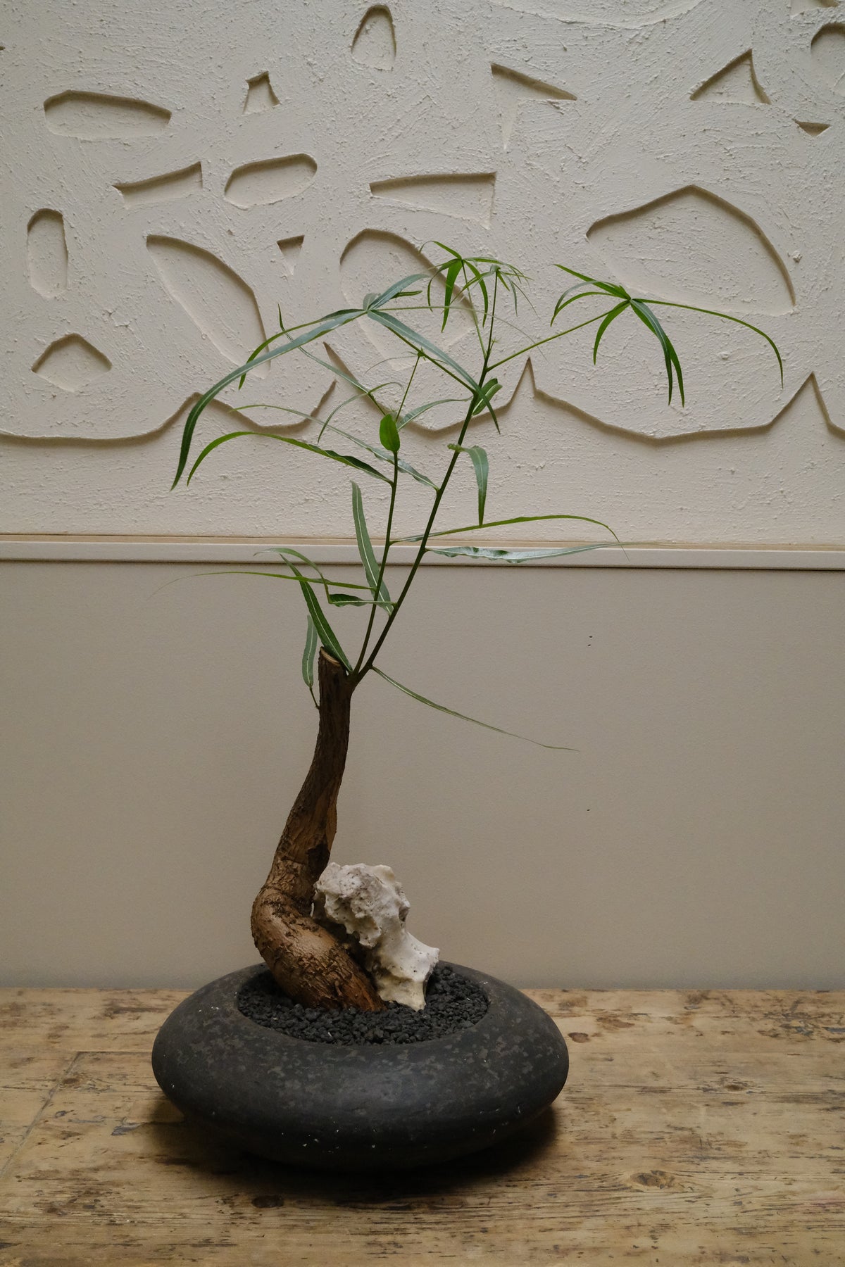 Queensland Bottle Tree + Solstice UFO Planter, Noir, Small