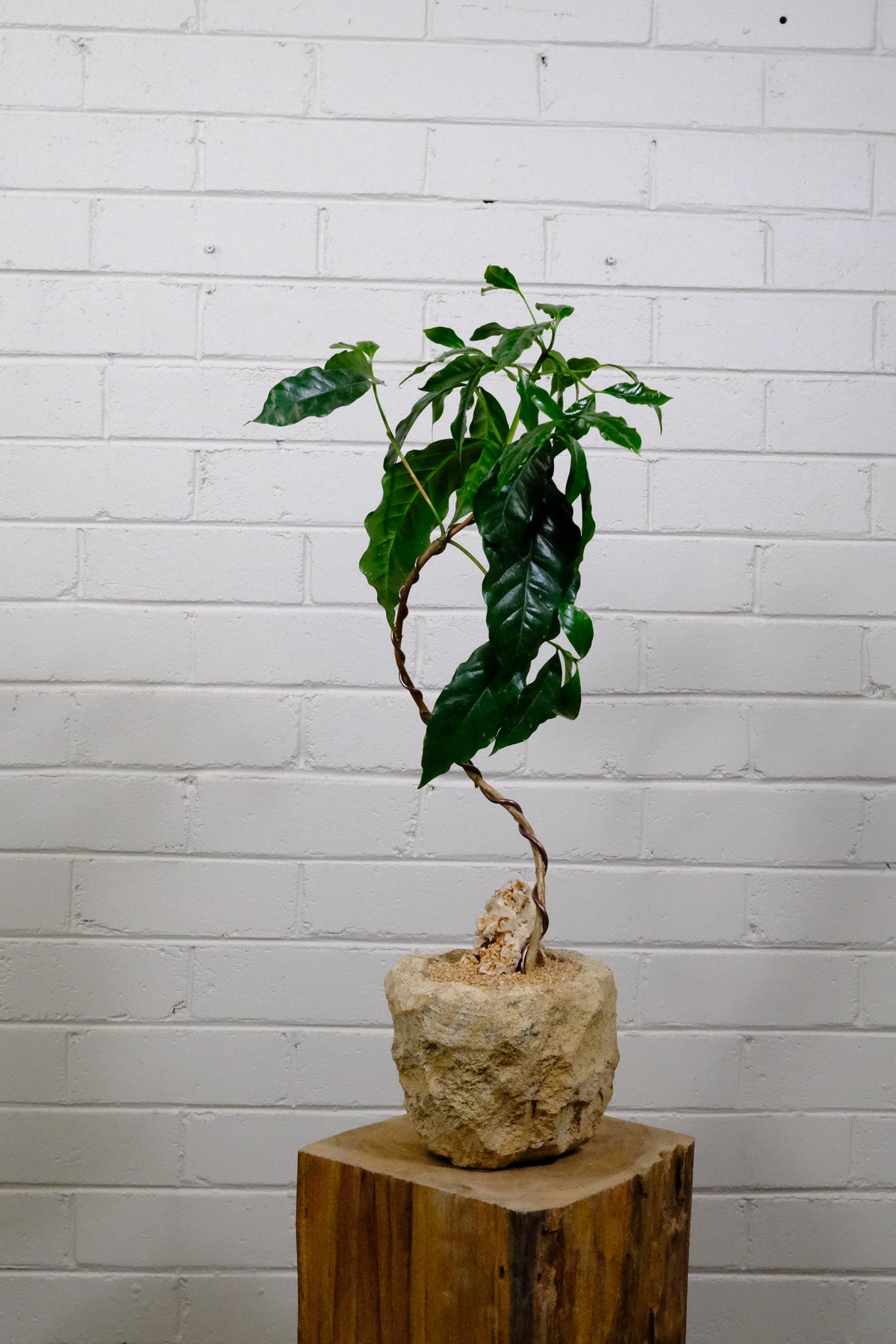 Arabian Coffee Plant + Flecked Woodstone Planter, Raw Sand