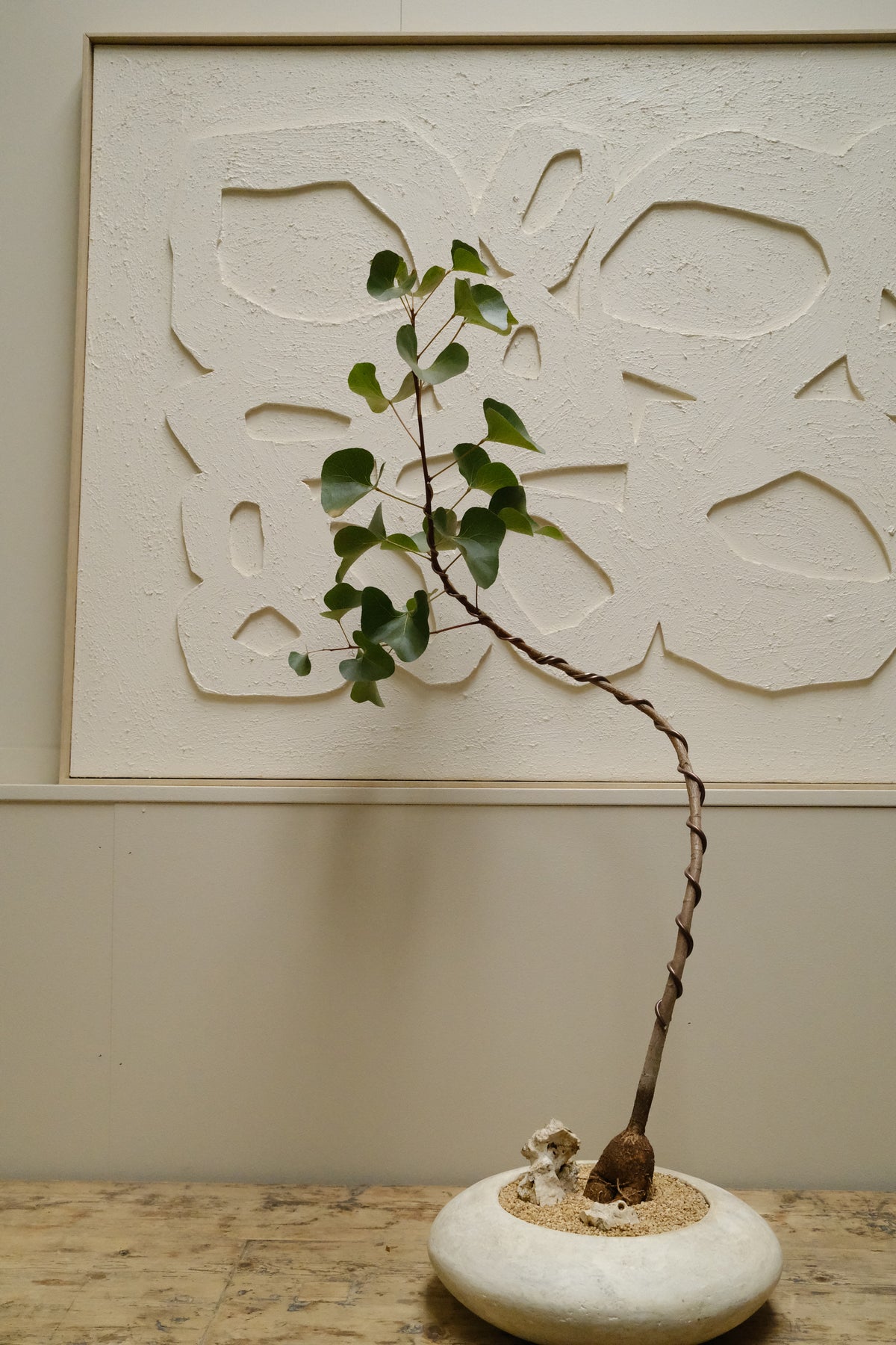 Kurrajong + Solstice UFO Planter, White, Medium