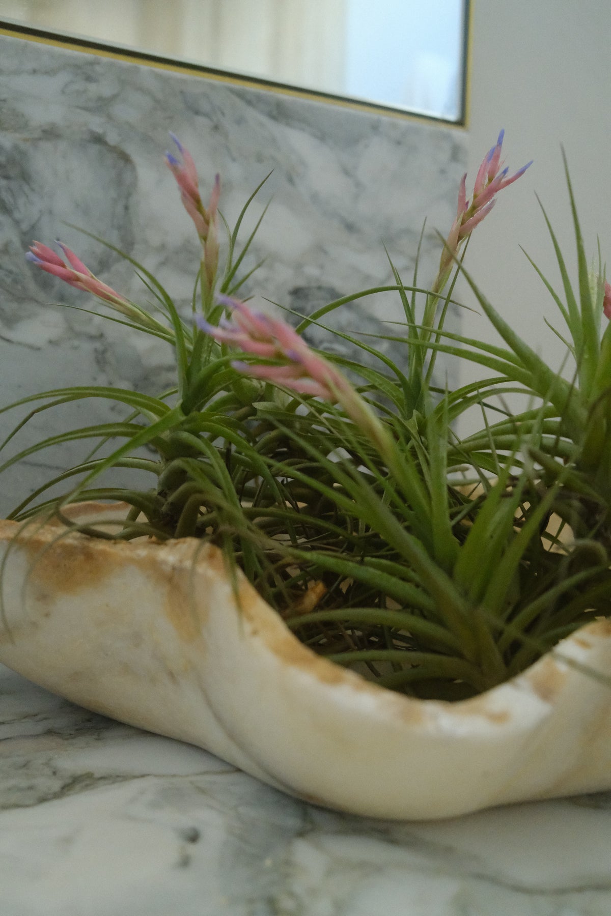 Hand-carved onyx bowl planted with air plants
