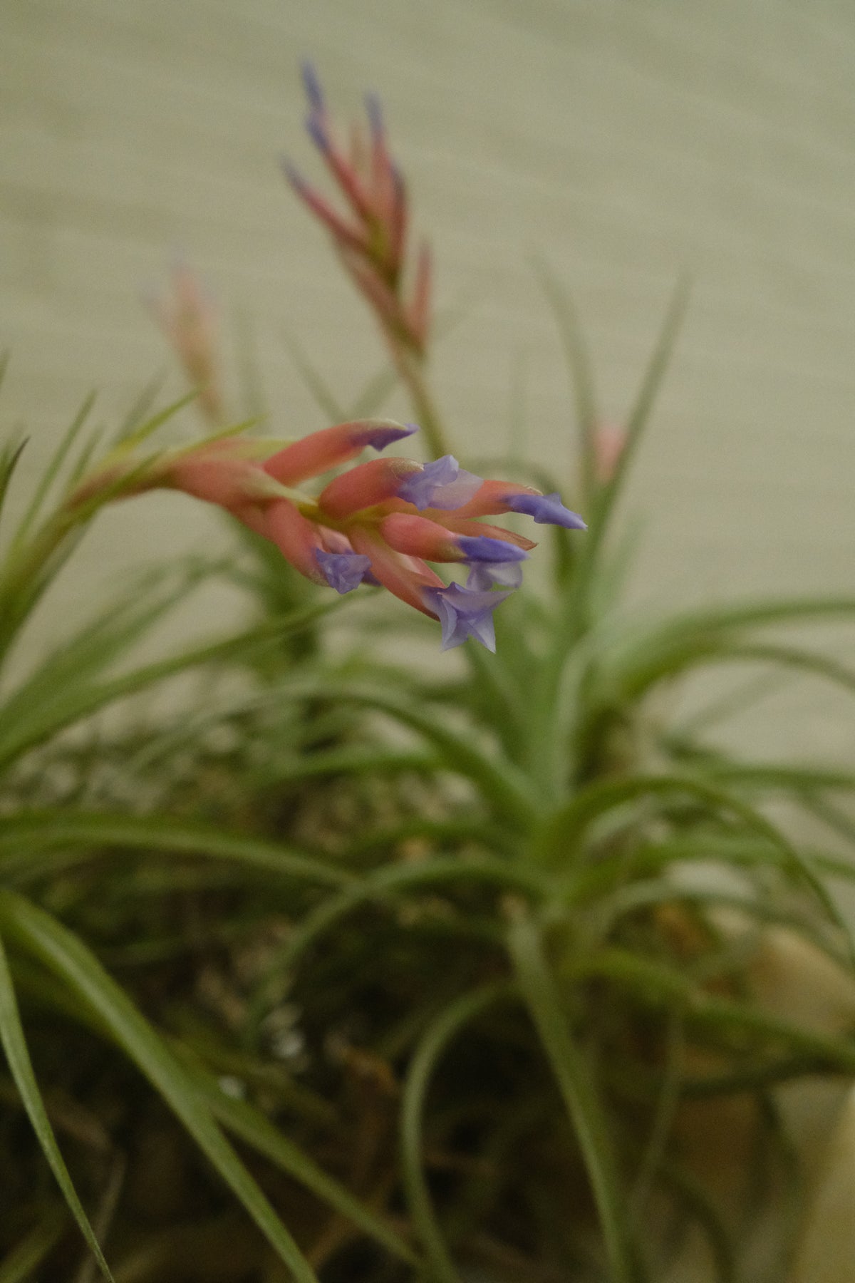 Tillandsia ionantha + Onyx Shell Bowl