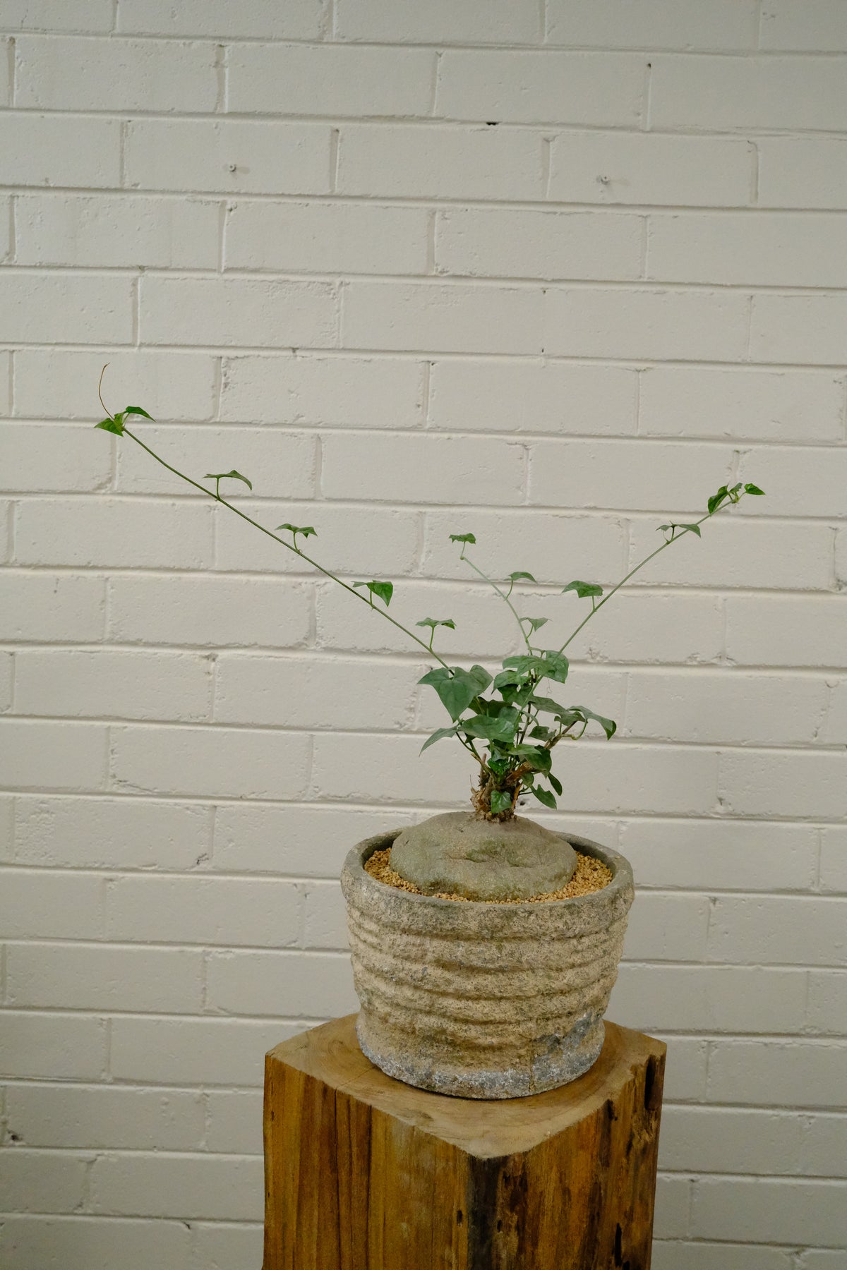Bigfoot Plant + Grooved GRC Planter