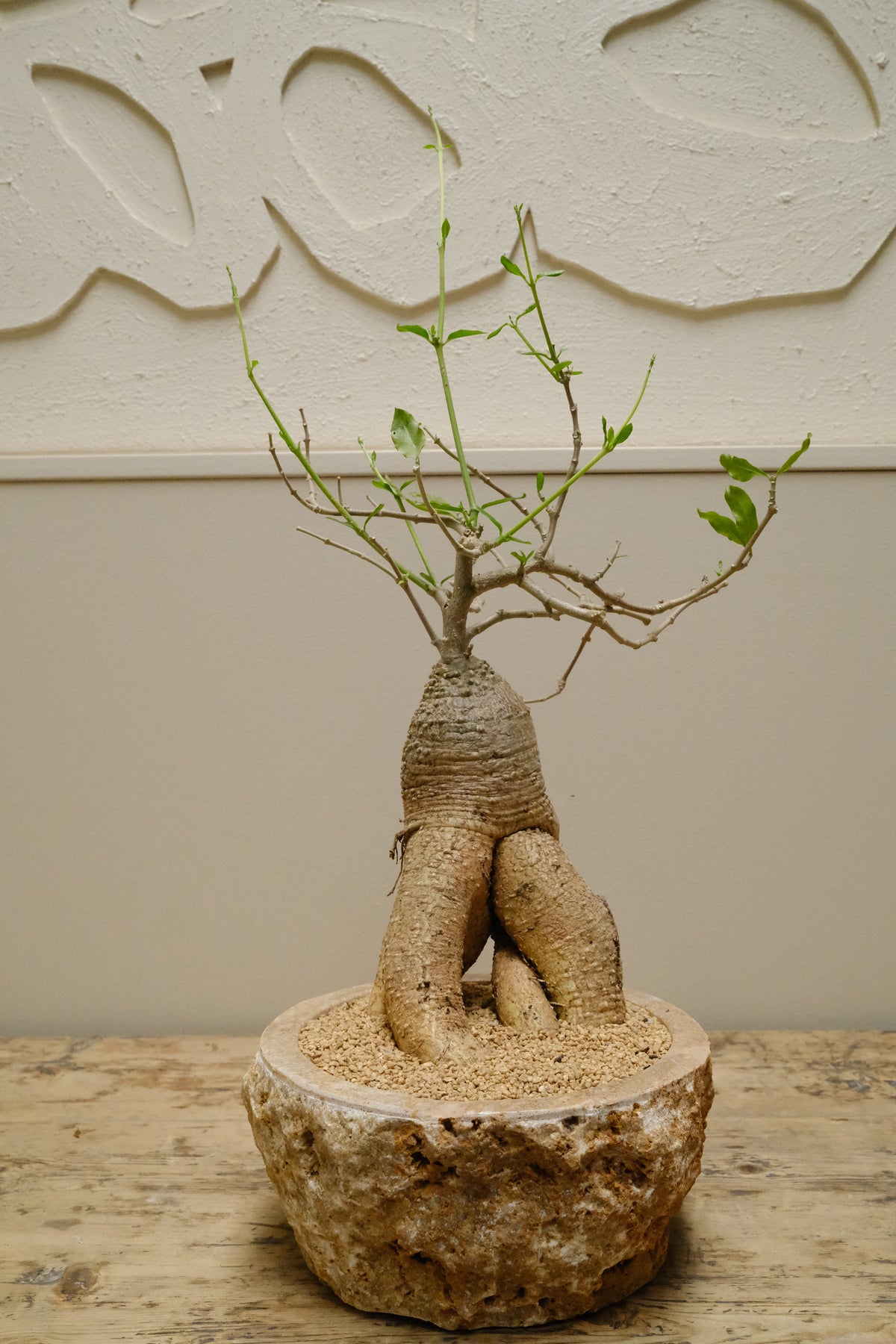 Hottentot Bread + Raw Onyx Bowl Planter