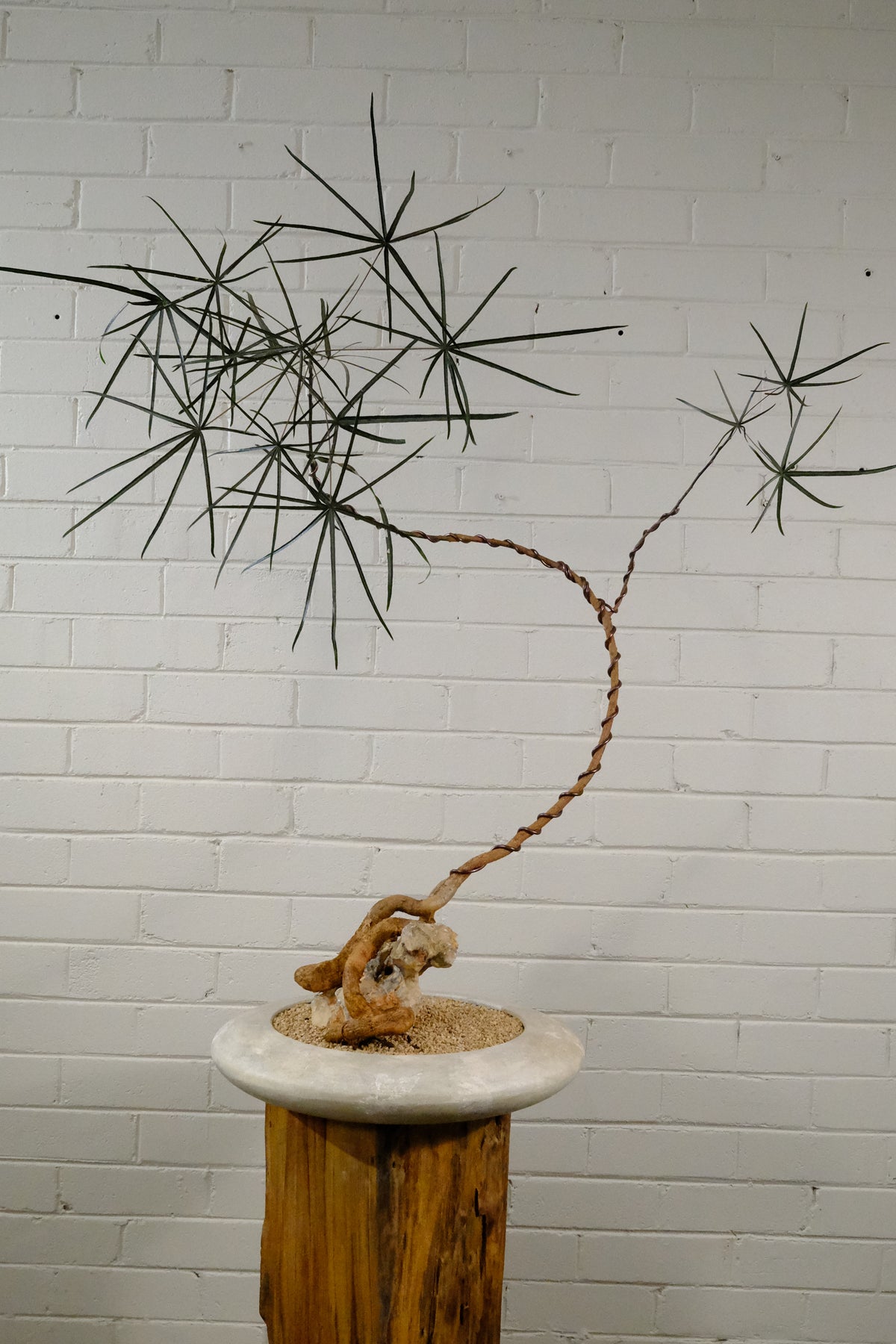 Queensland Bottle Tree + Solstice UFO Planter, White, Medium