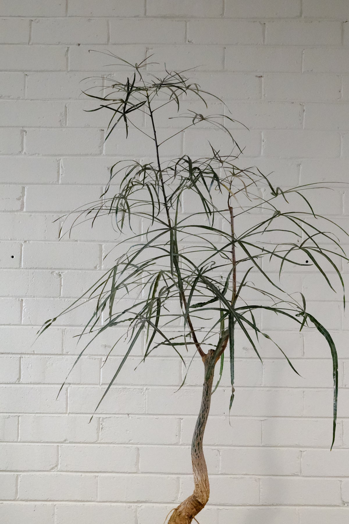 Queensland Bottle Tree + Vintage Limestone Planter, Small