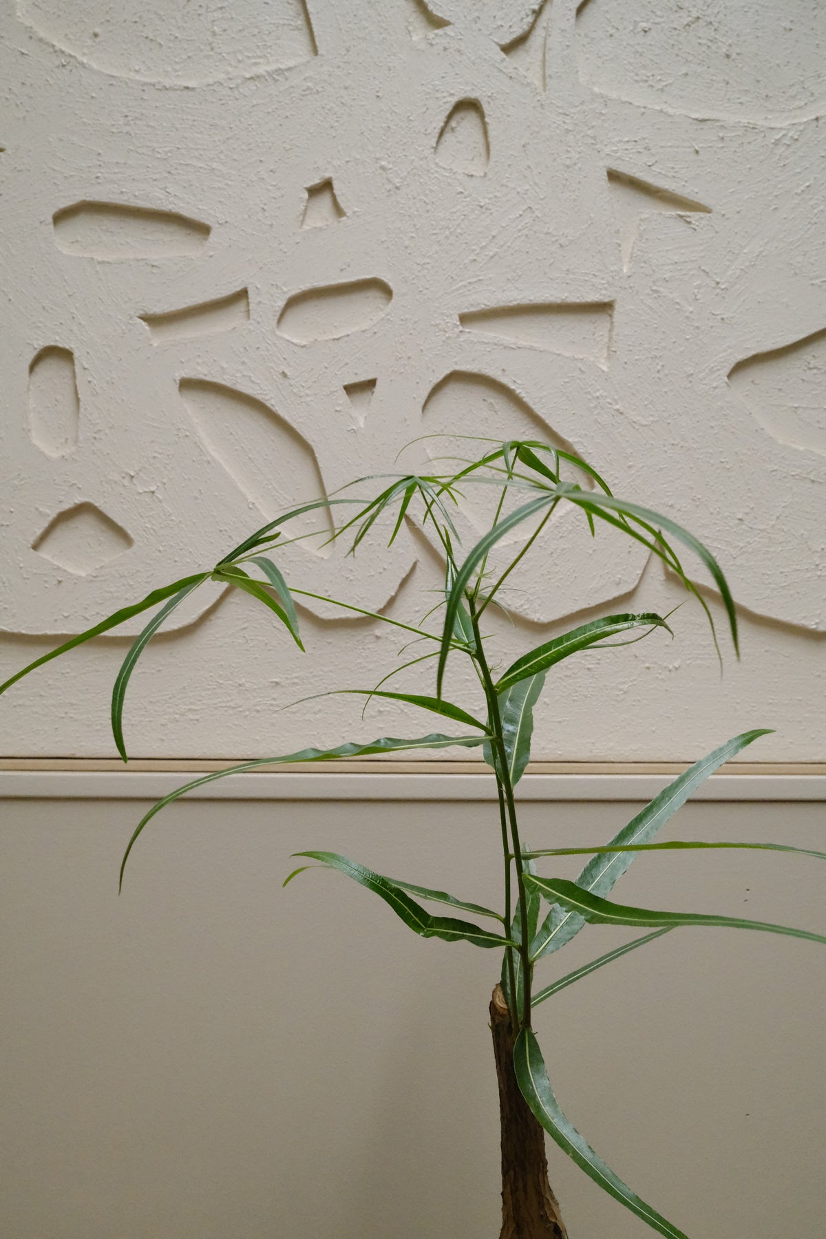 Queensland Bottle Tree + Solstice UFO Planter, Noir, Small