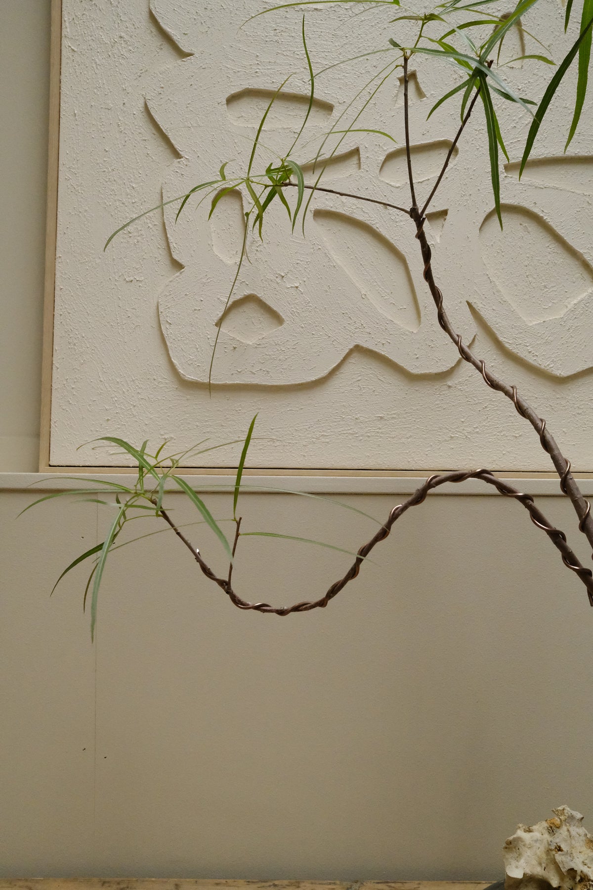 Queensland Bottle Tree + Solstice UFO Planter, Noir, Small