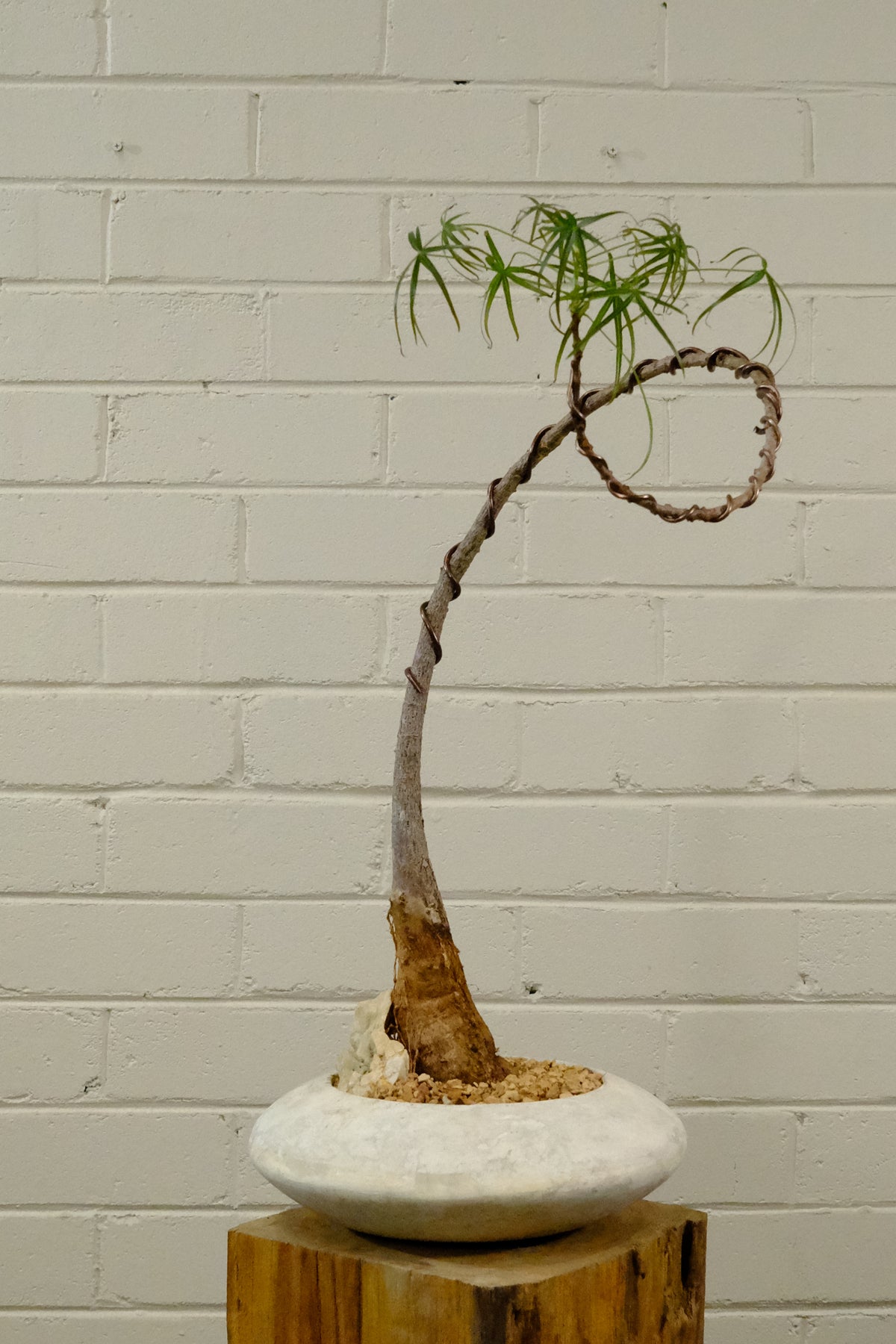 Queensland Bottle Tree + Solstice UFO Planter, White, Small