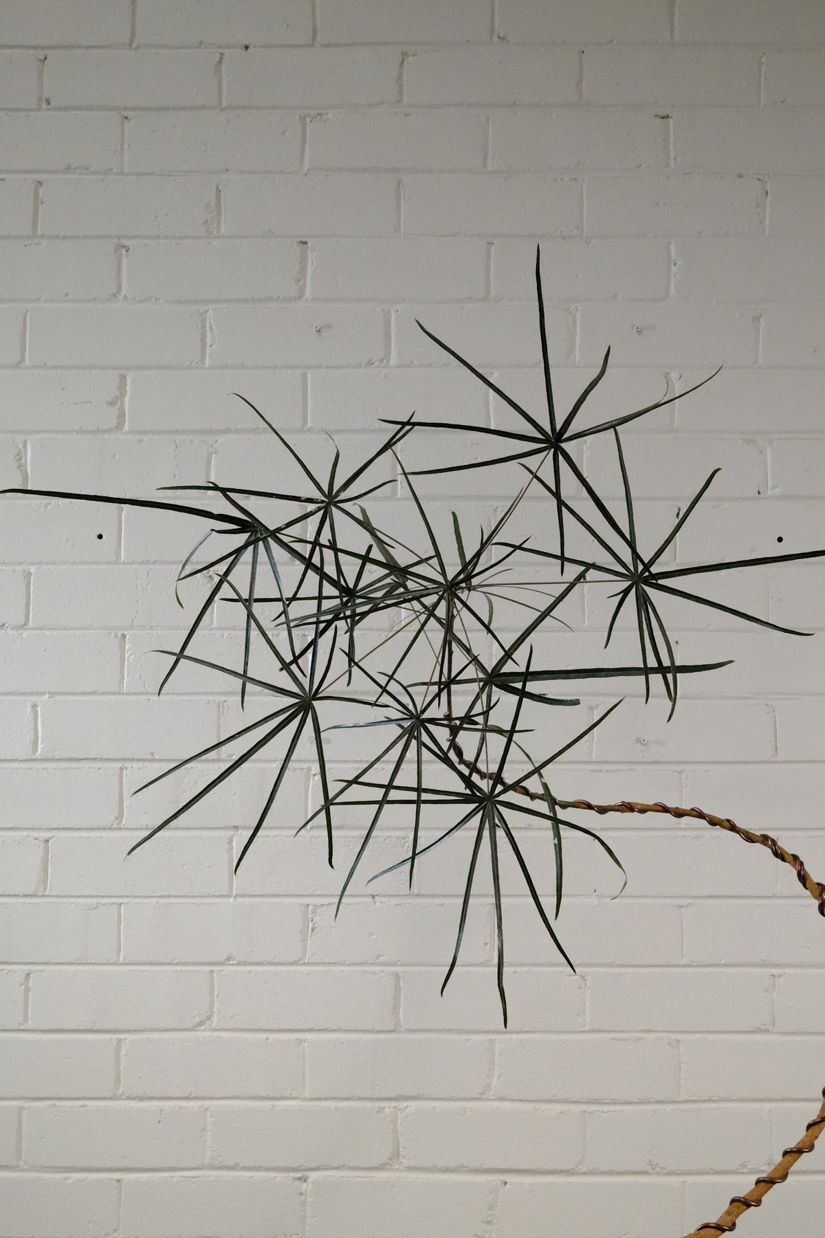 Queensland Bottle Tree + Solstice UFO Planter, White, Medium
