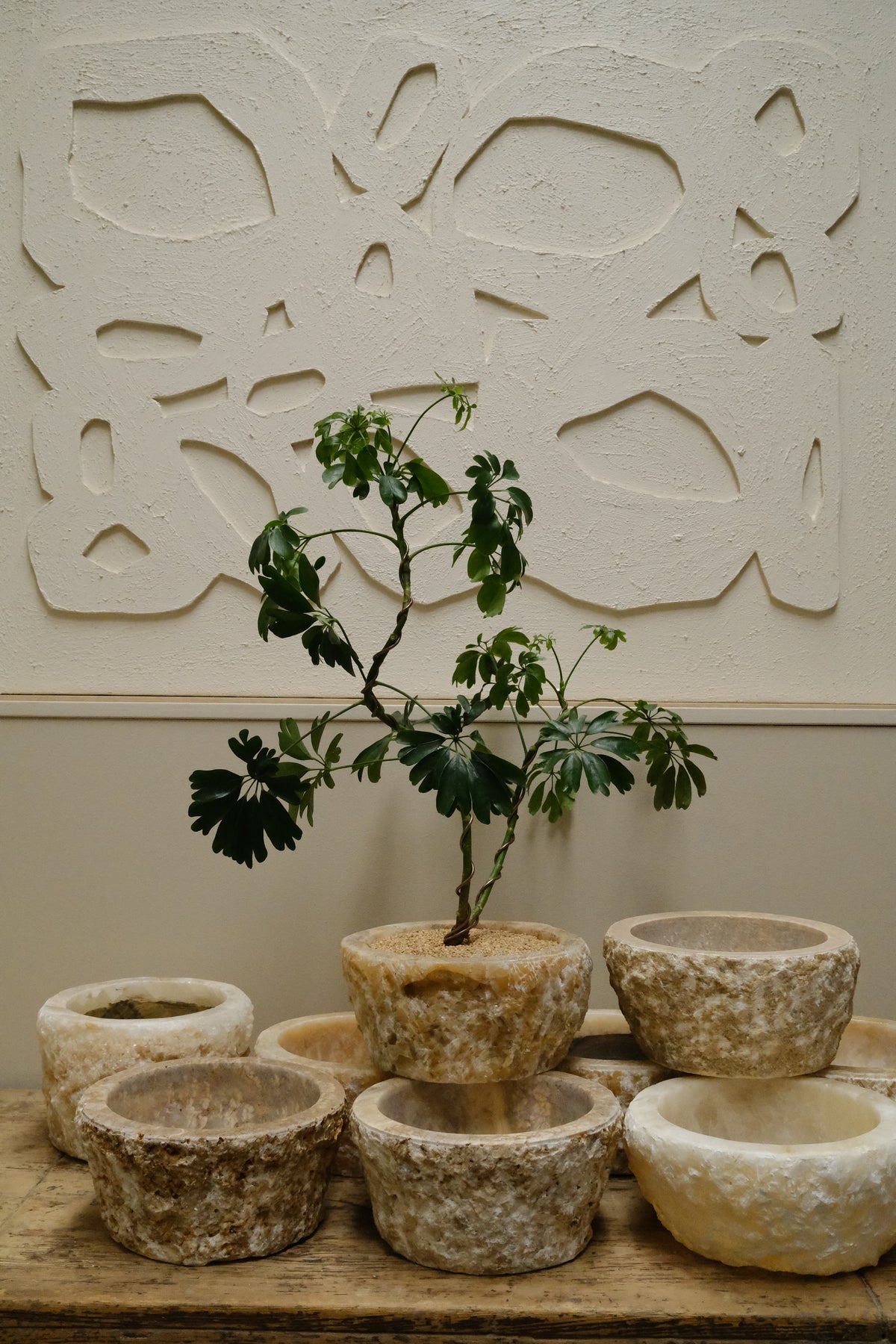 Dwarf Umbrella Tree + Raw Onyx Bowl Planter