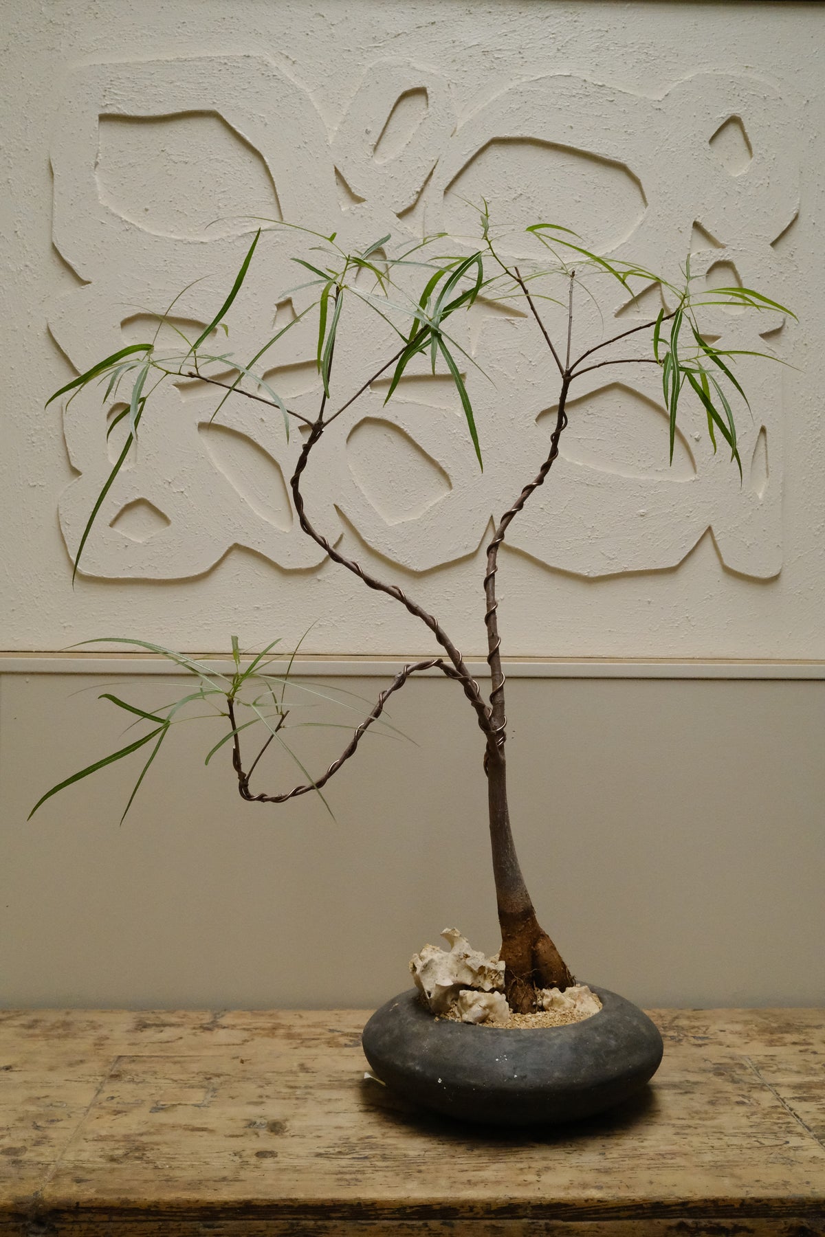Queensland Bottle Tree + Solstice UFO Planter, Noir, Small