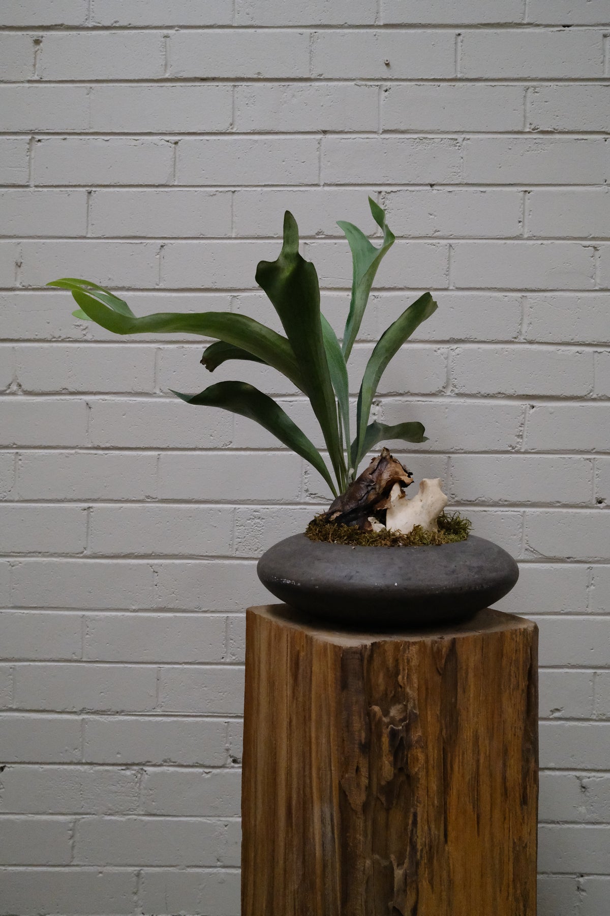 Elkhorn Fern + Solstice UFO Planter, Noir, Small