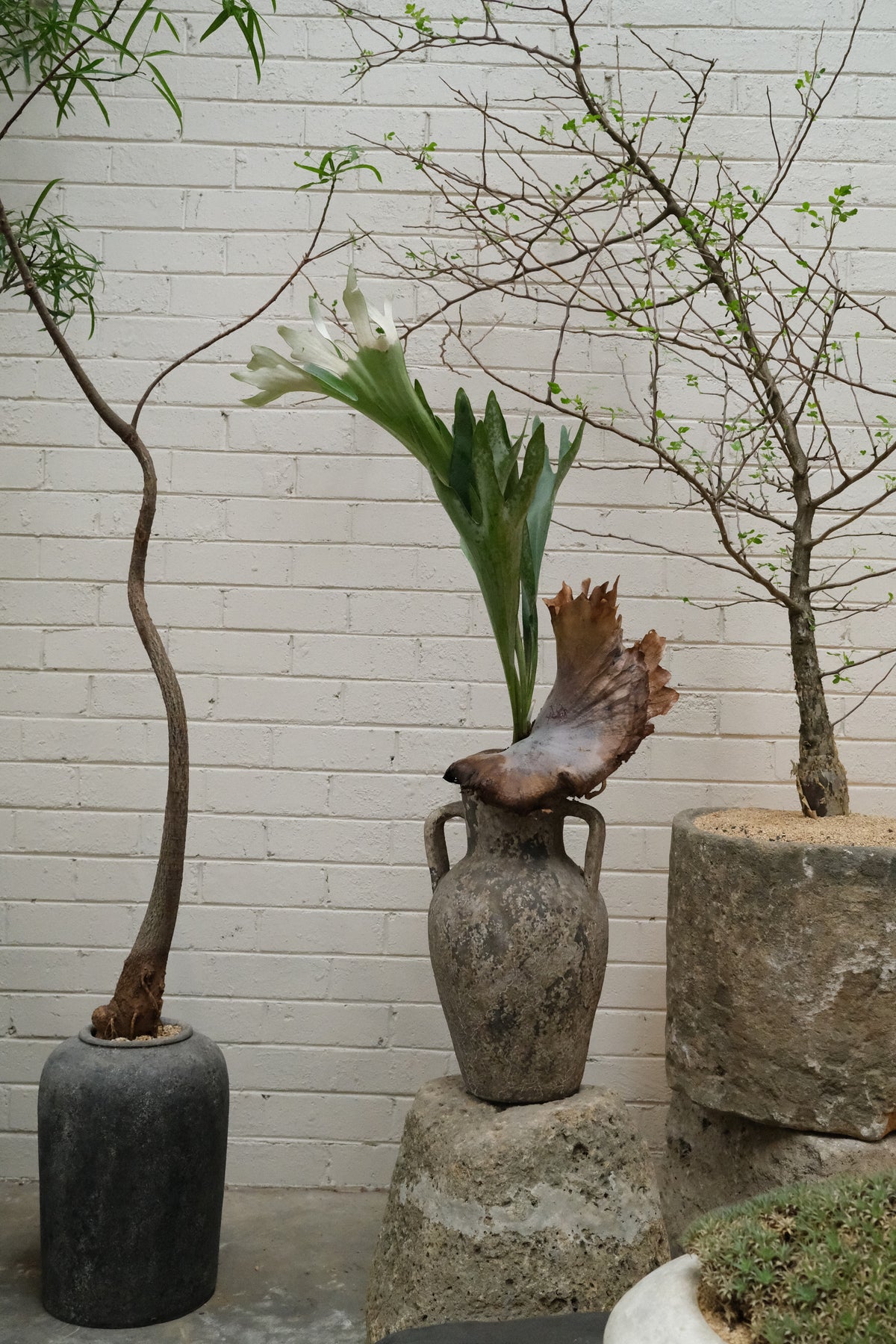 Elkhorn Fern + Vintage Terracotta Handle Vase