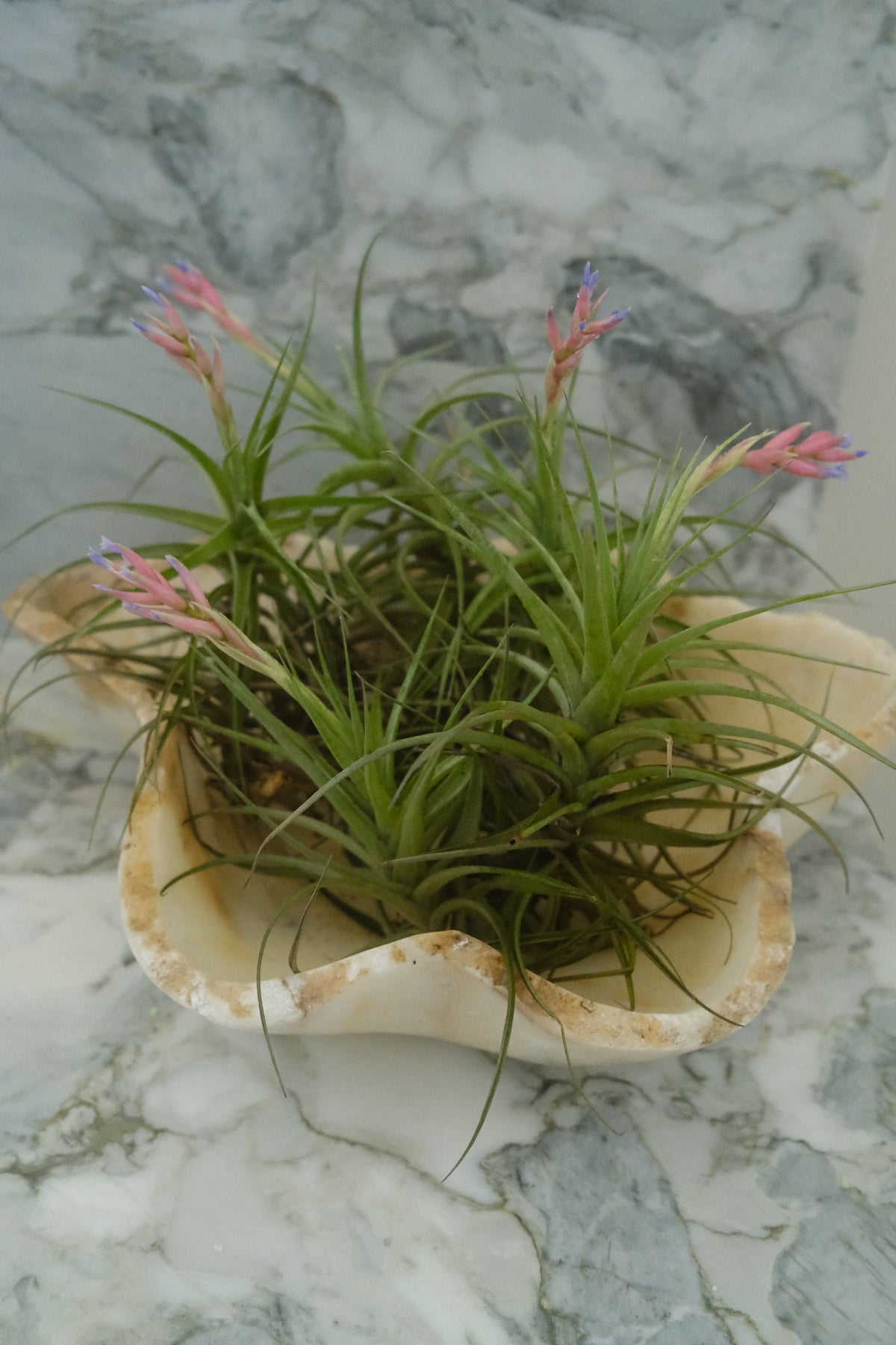 Hand-carved onyx bowl planted with air plants