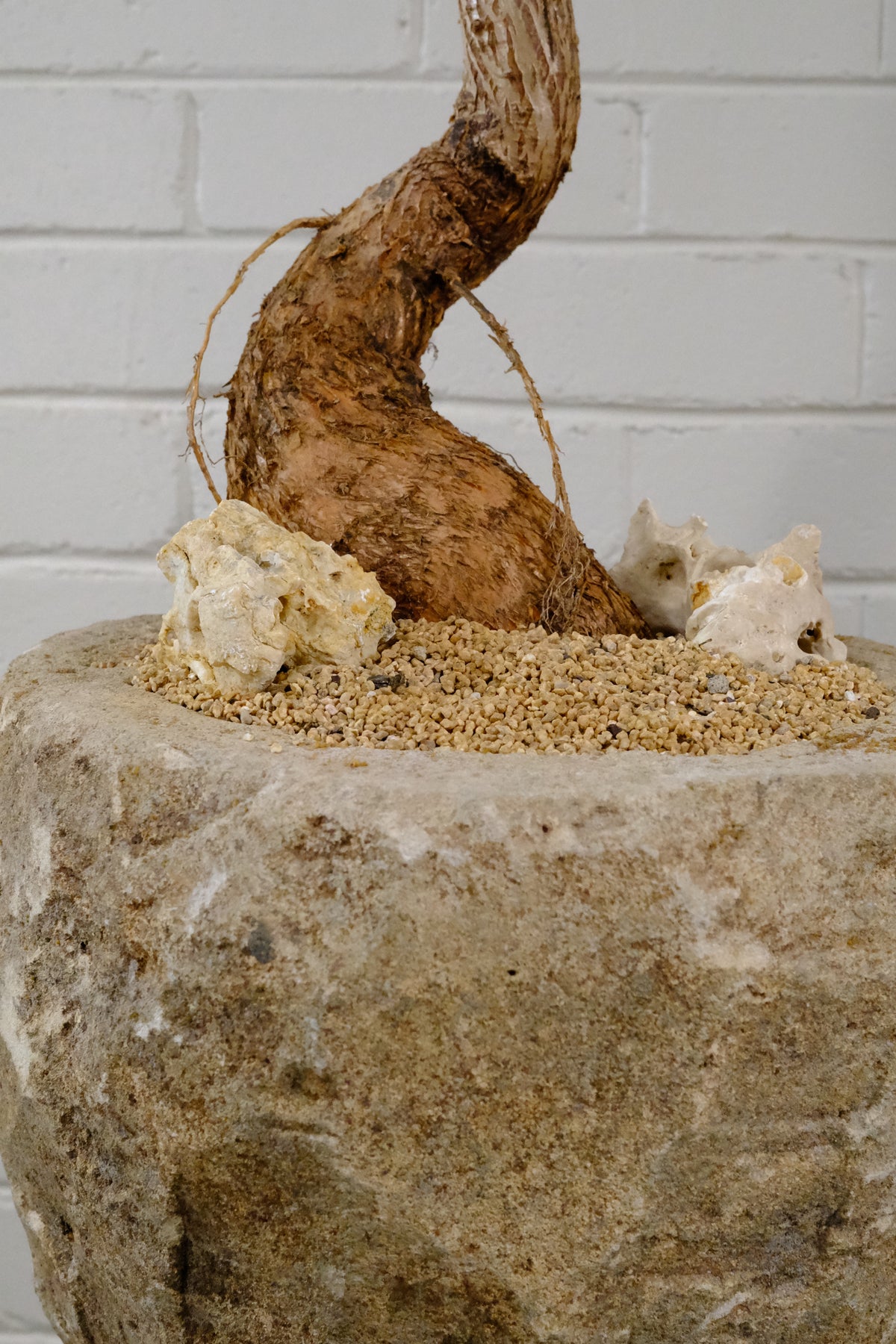 Queensland Bottle Tree + Vintage Limestone Planter, Small