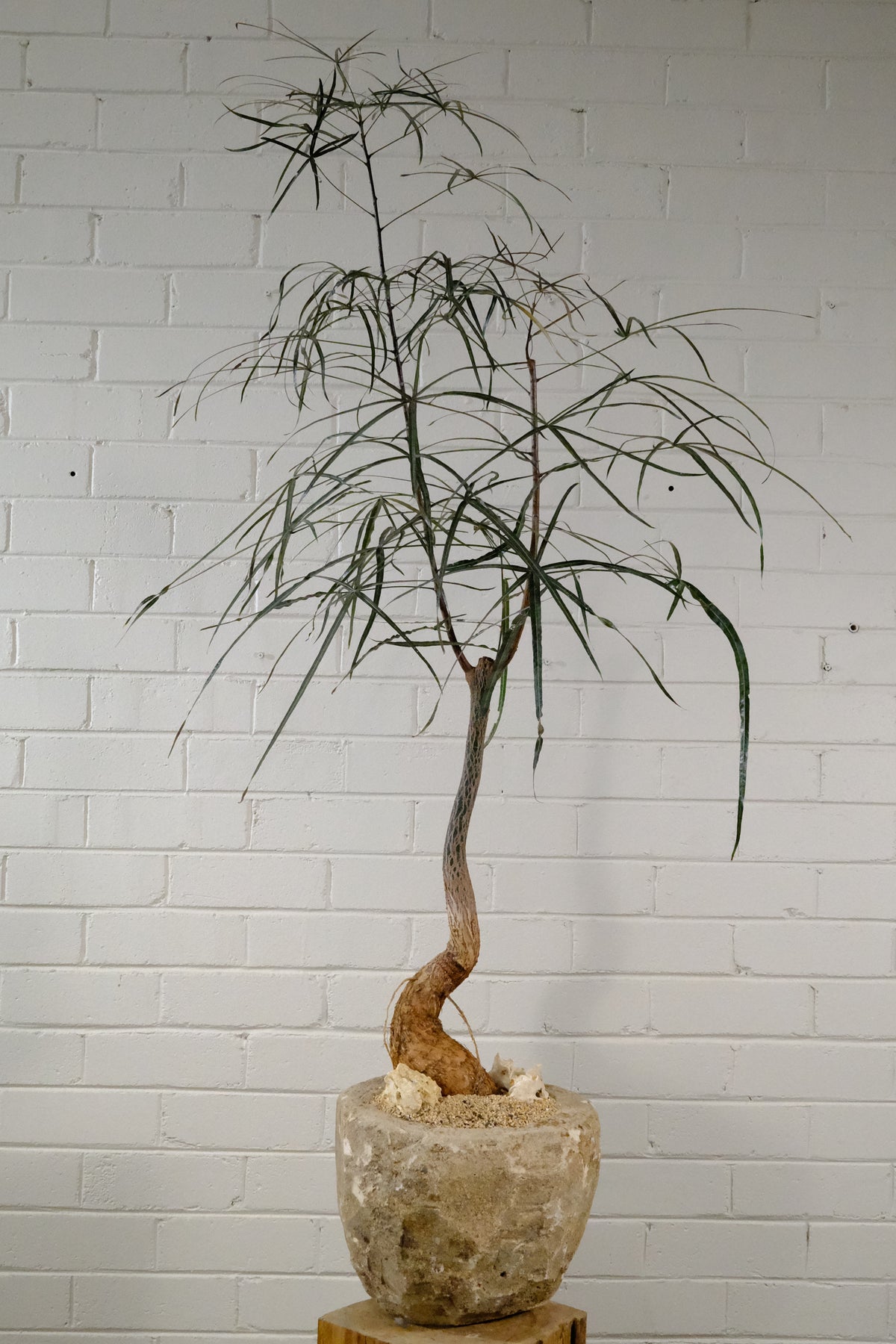 Queensland Bottle Tree + Vintage Limestone Planter, Small