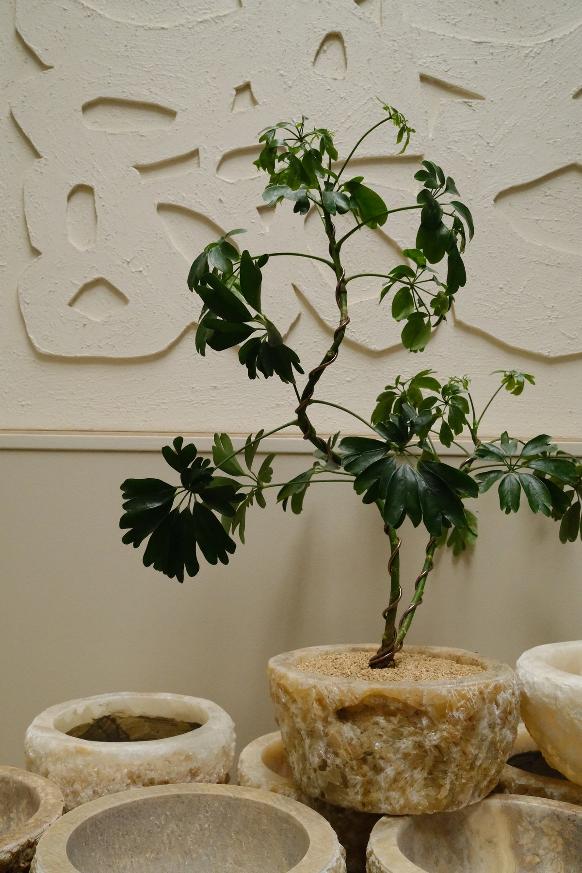 Dwarf Umbrella Tree + Raw Onyx Bowl Planter
