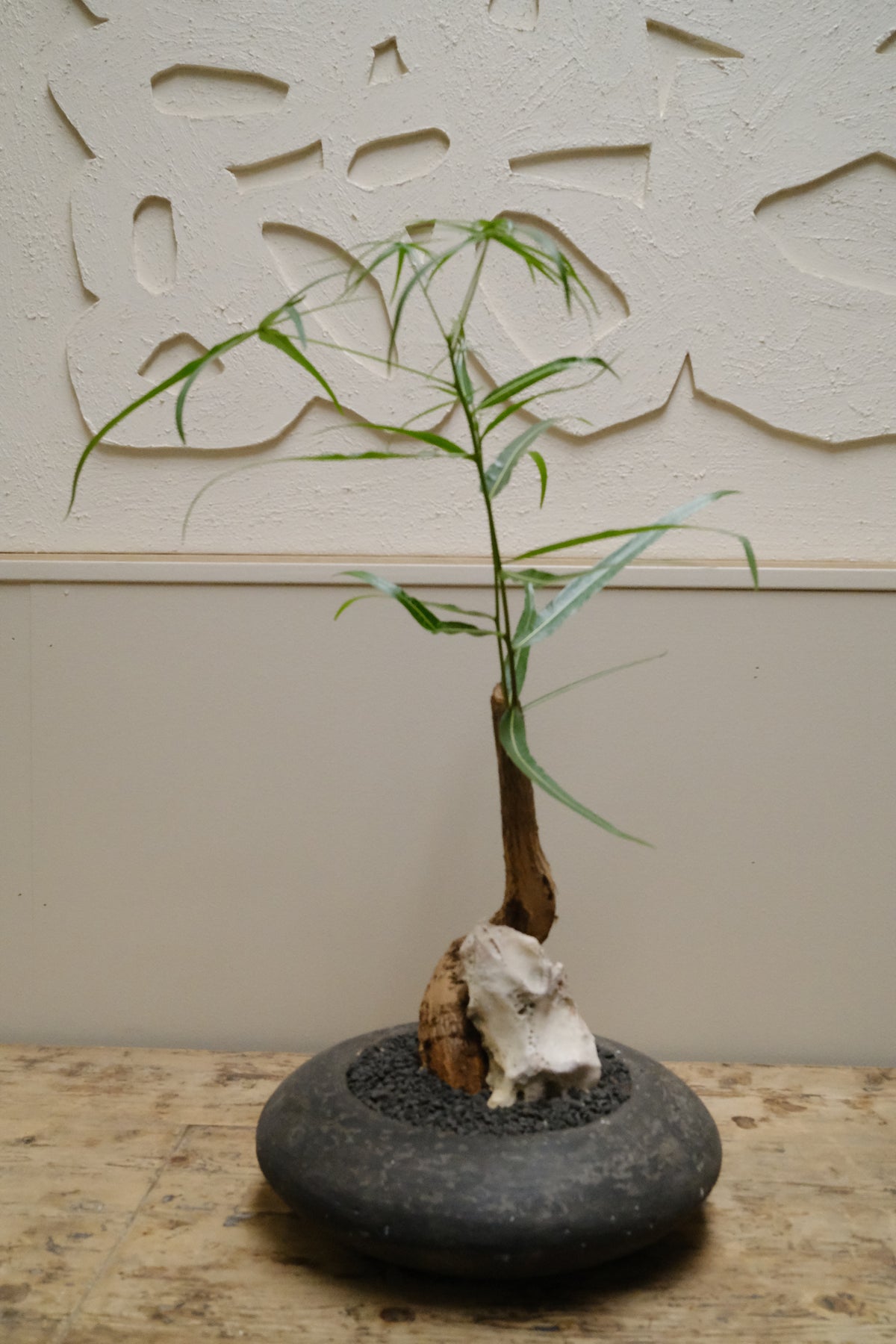 Queensland Bottle Tree + Solstice UFO Planter, Noir, Small