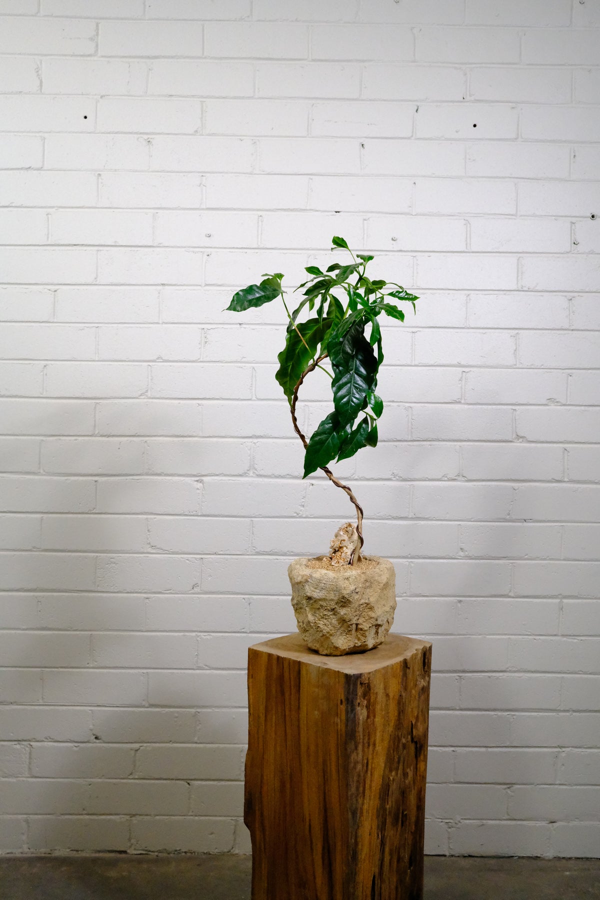 Arabian Coffee Plant + Flecked Woodstone Planter, Raw Sand