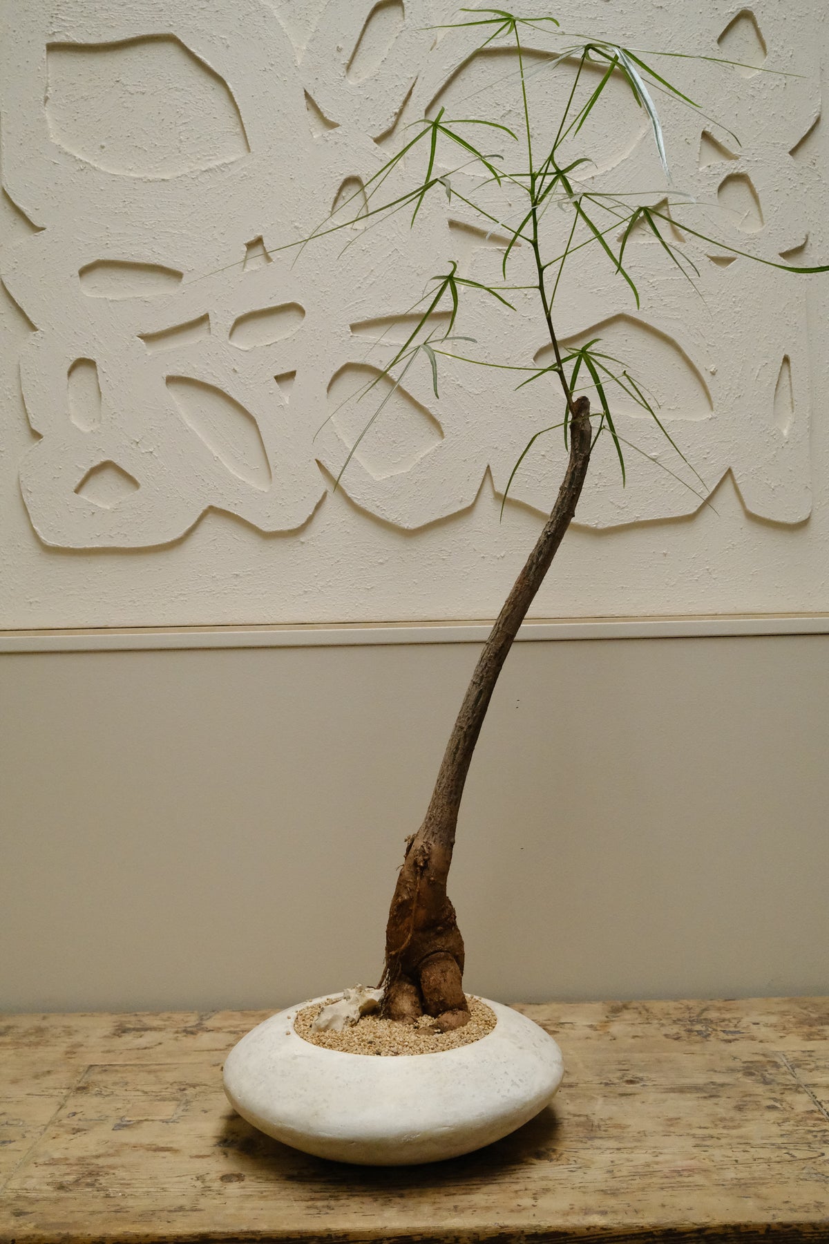 Queensland Bottle Tree + Solstice UFO Planter, White, Small