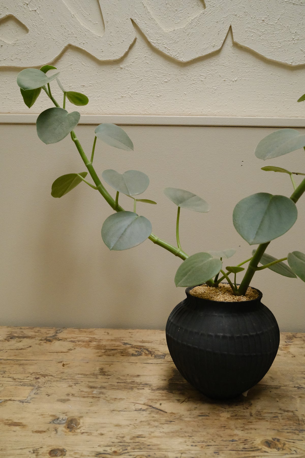 Felted Peperomia + Ceramic Chalky Bowl, Matte Noir