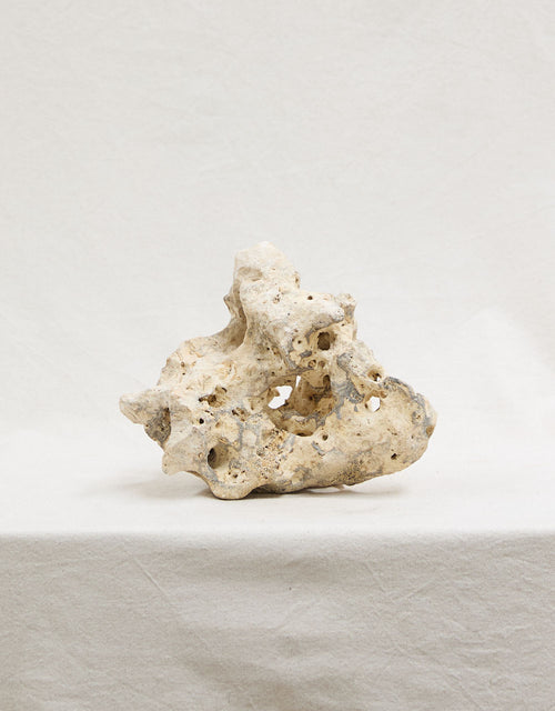Limestone Staging Rock | Botanica Obscura