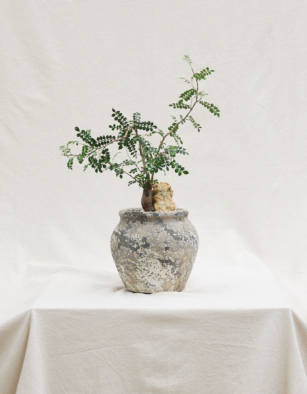 Elephant Tree 'Table Botanica'