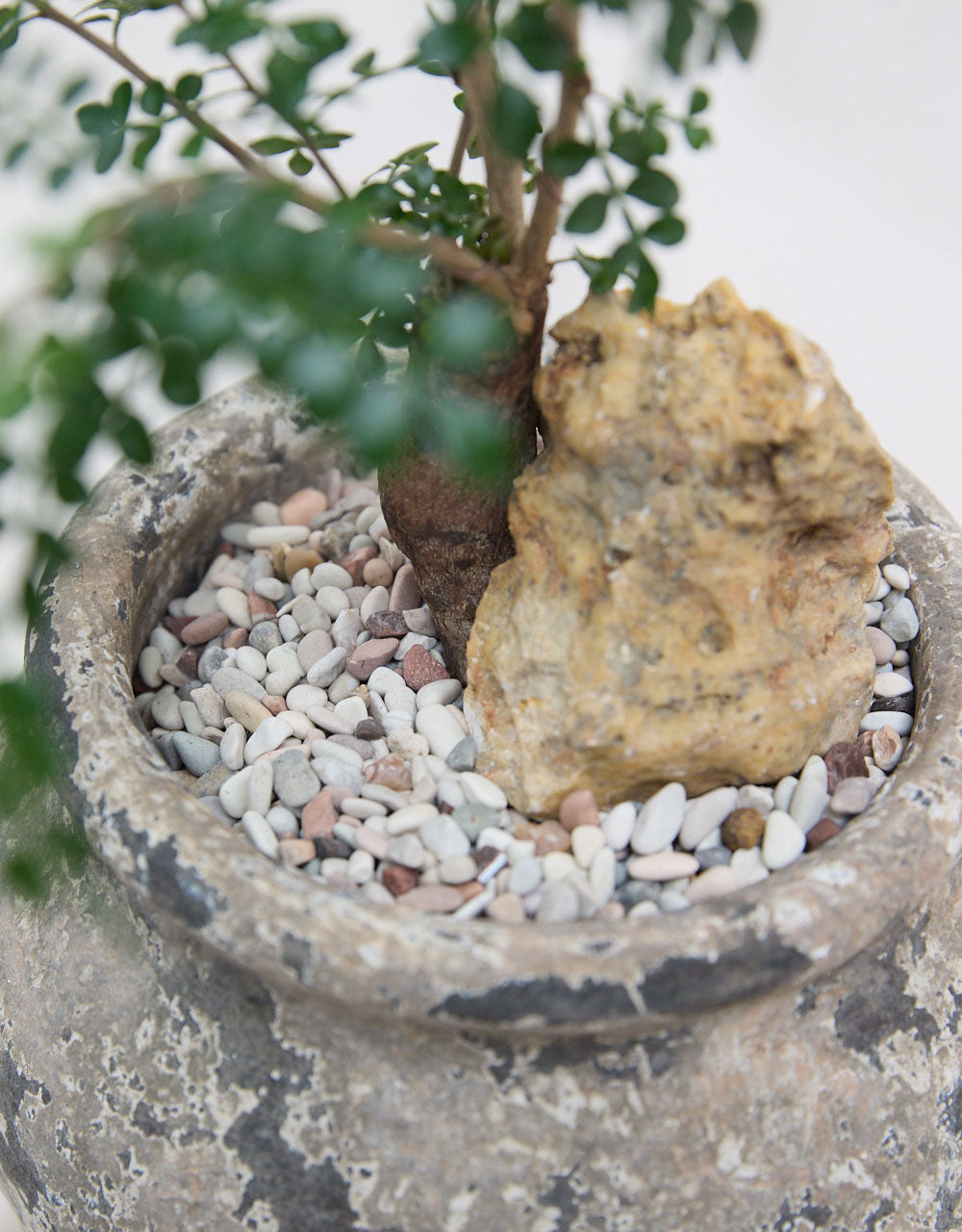 Elephant Tree 'Table Botanica'