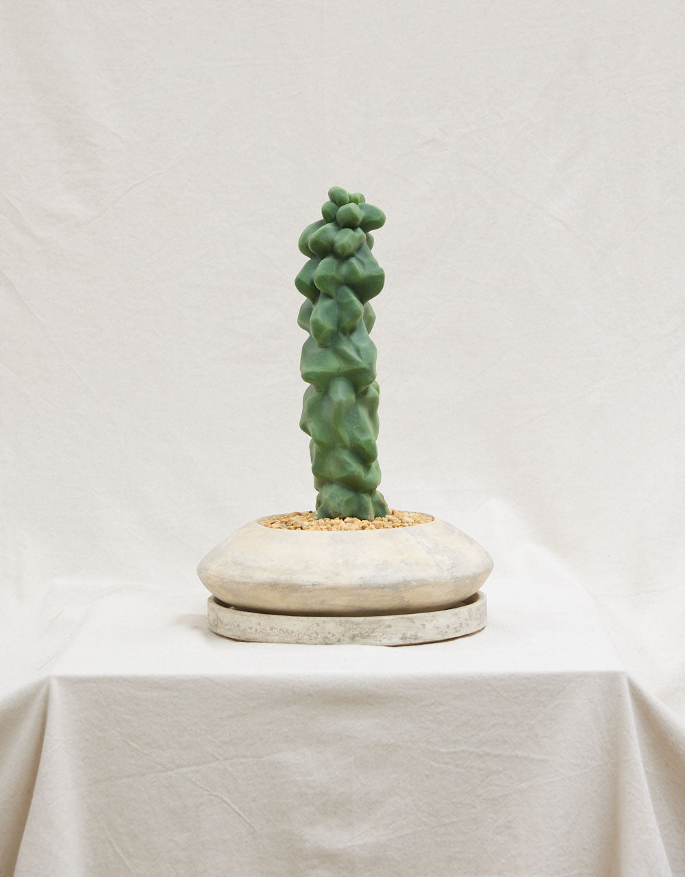 Rare Totem Pole Cactus + UFO Planter