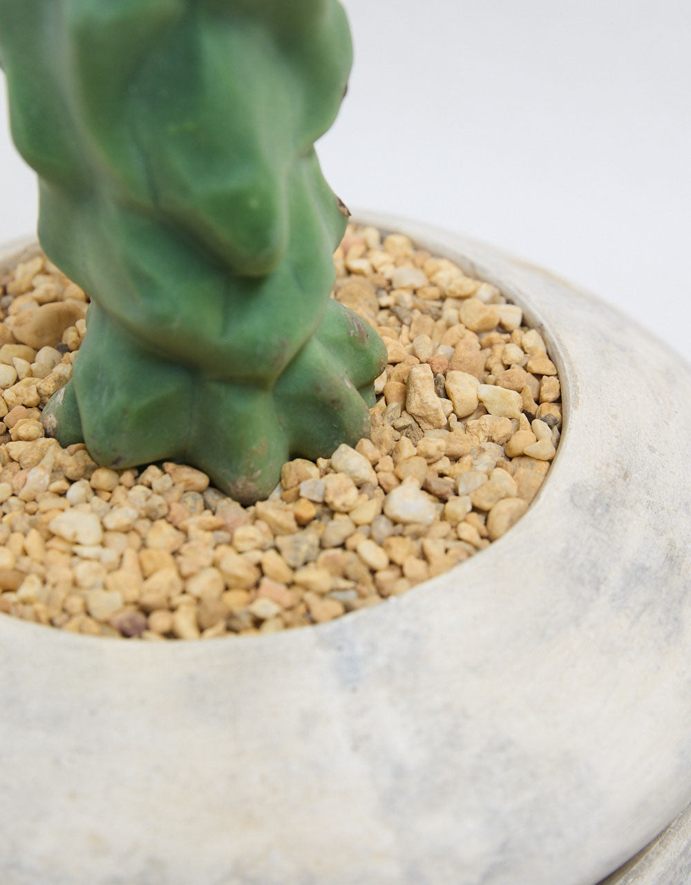 Rare Totem Pole Cactus + UFO Planter