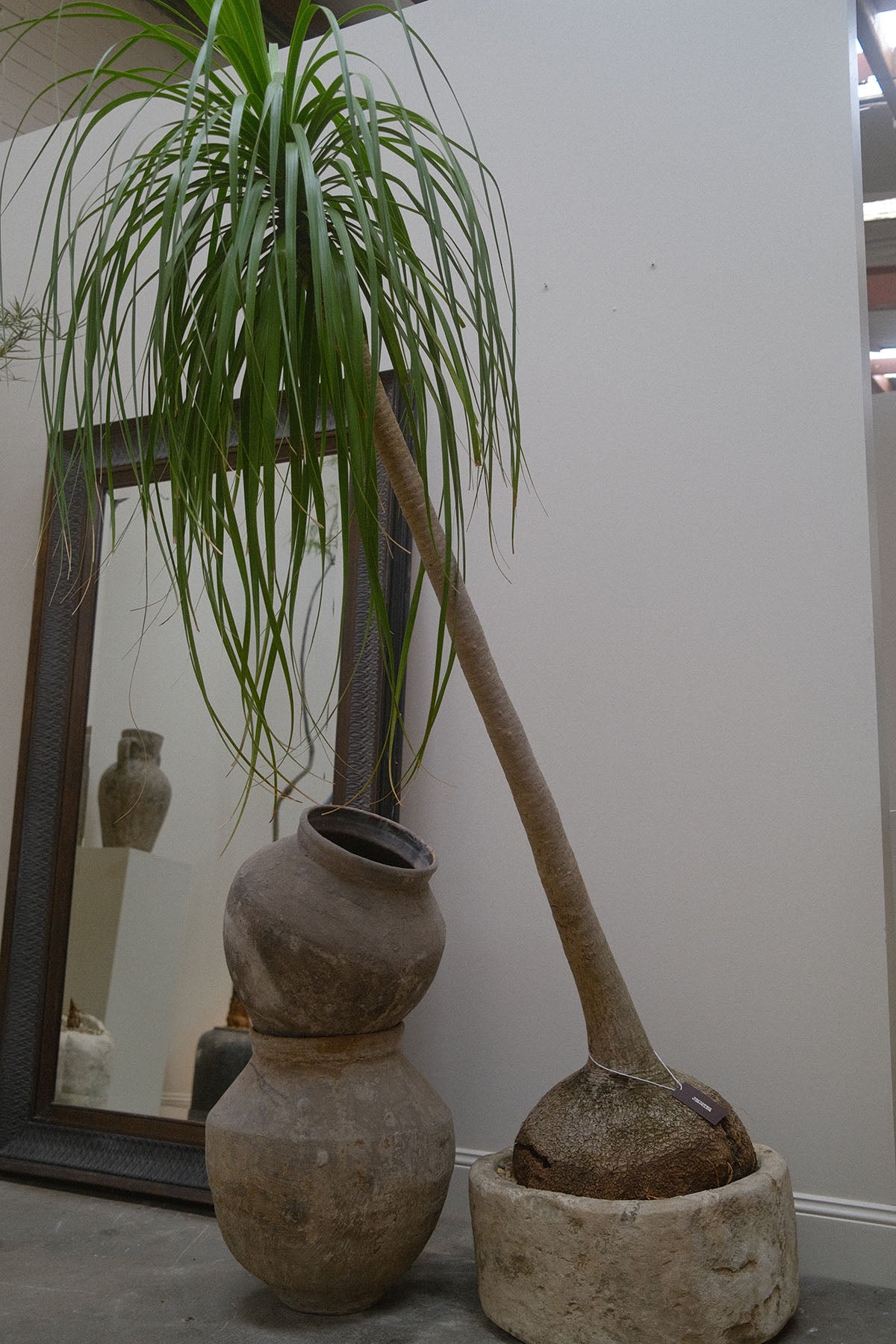 Ponytail Palm + Vintage Limestone Vessel