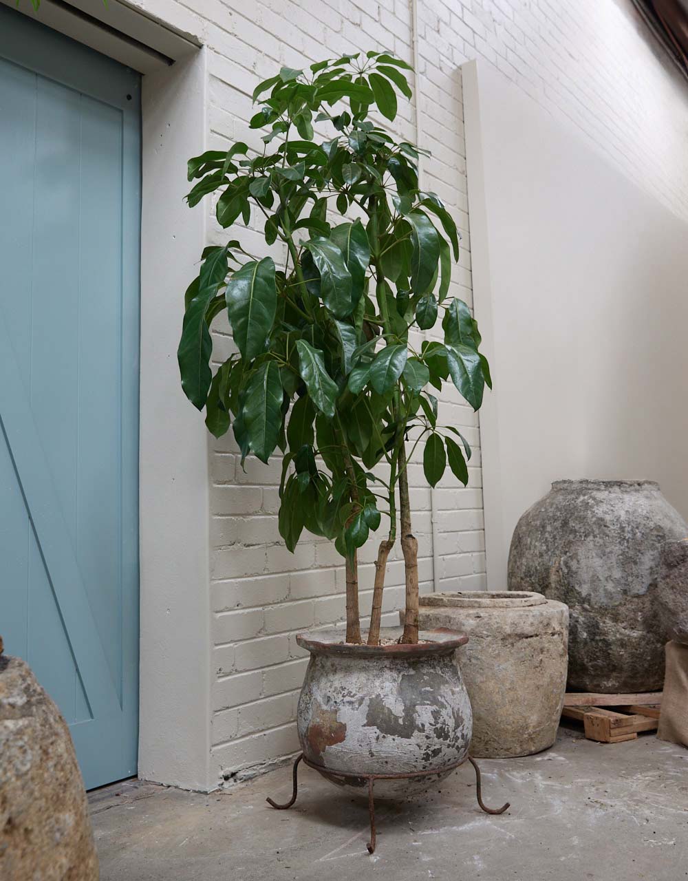 Umbrella Tree + Vintage Scalloped Kembangan Pot