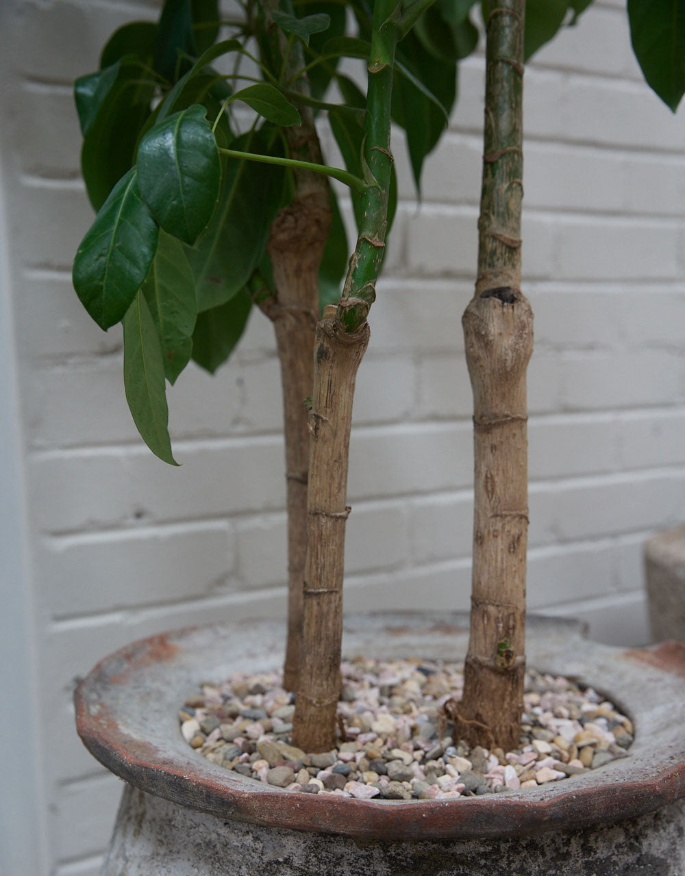 Umbrella Tree + Vintage Scalloped Kembangan Pot
