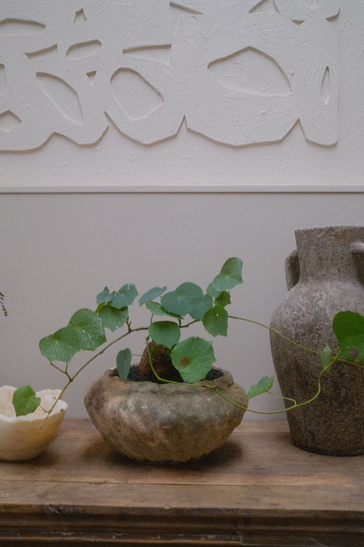 Stephania erecta + Antique Burmese Limestone Planter