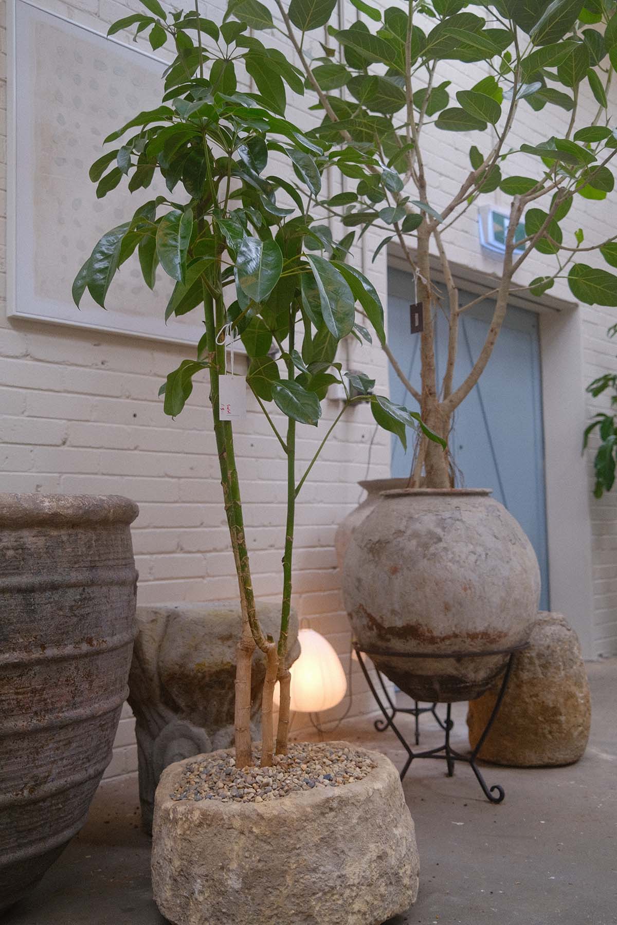 Umbrella Tree + Vintage Limestone Planter